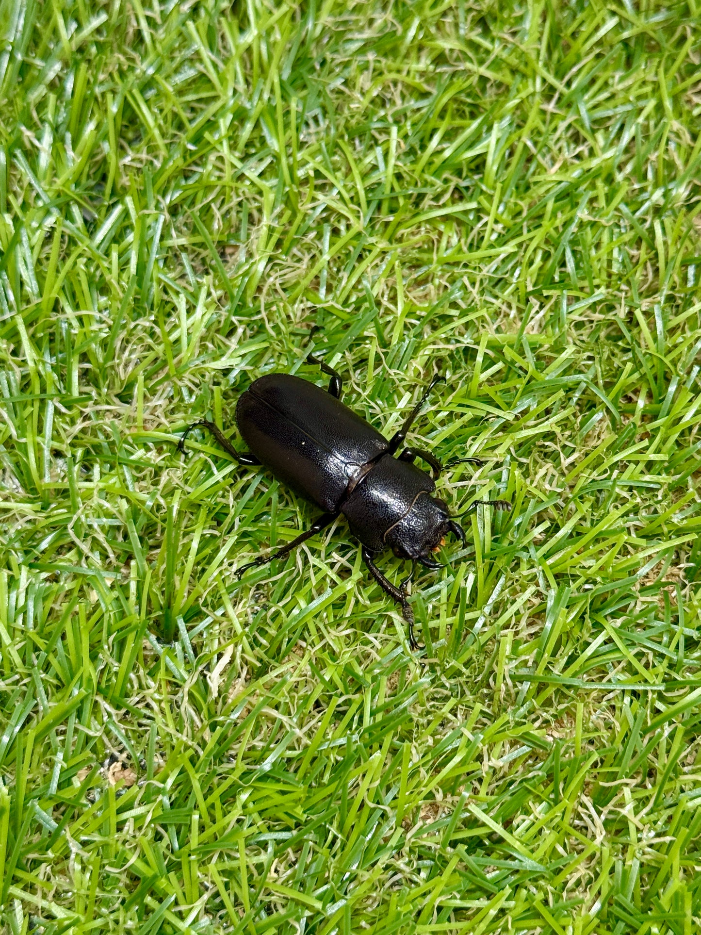 メタリフェルホソアカクワガタ　♂86.7mm成虫ペア