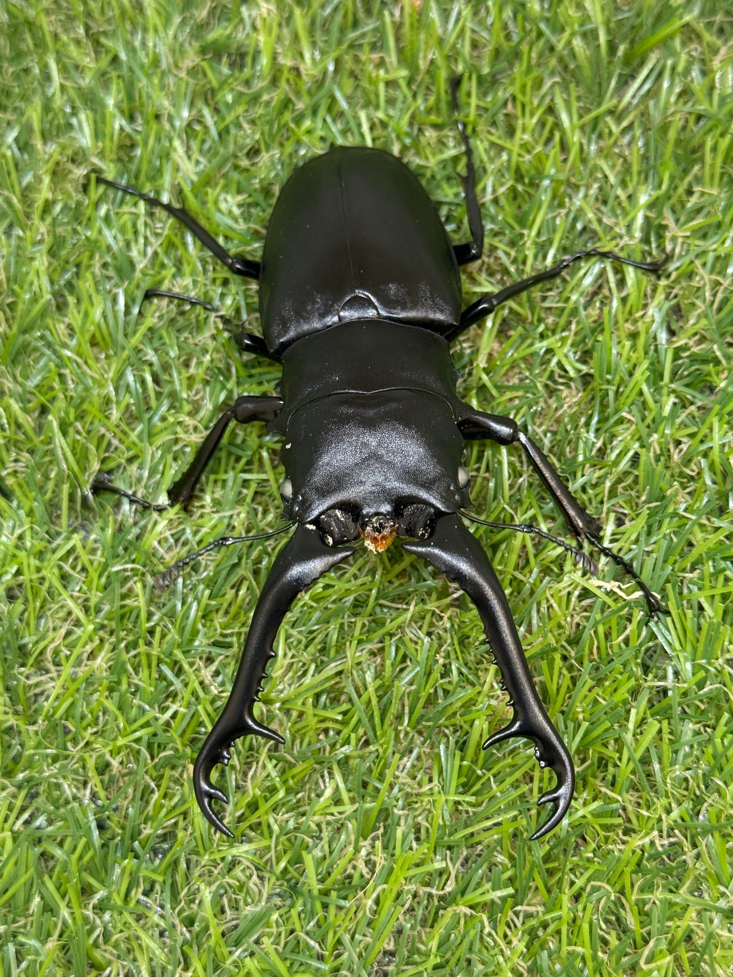 ギラファノコギリクワガタ(ホワイトアイ血統) ♂100mm成虫ペア