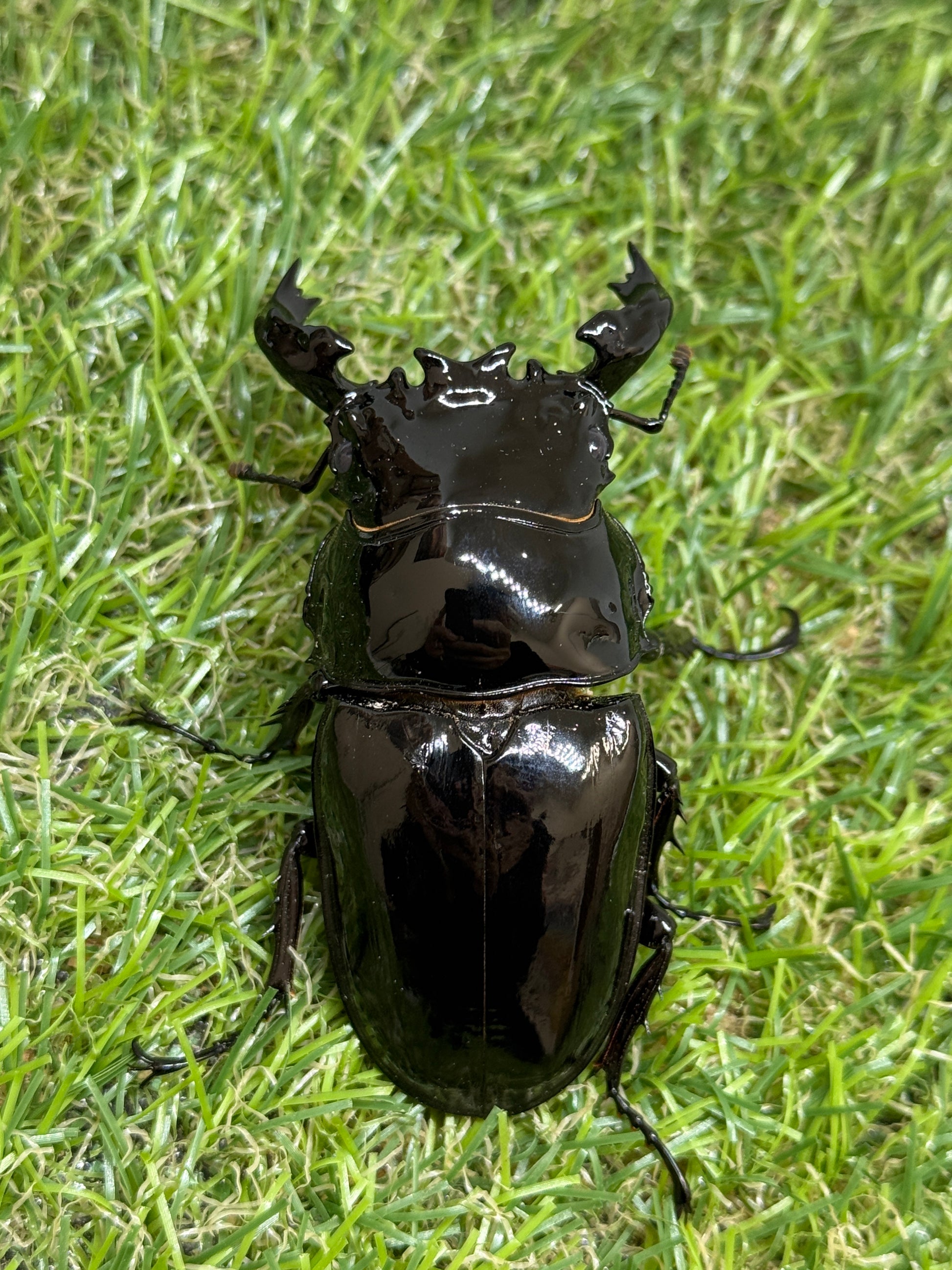 タランドゥスオオツヤクワガタ ♂73mm成虫ペア – 昆虫ショップNexus