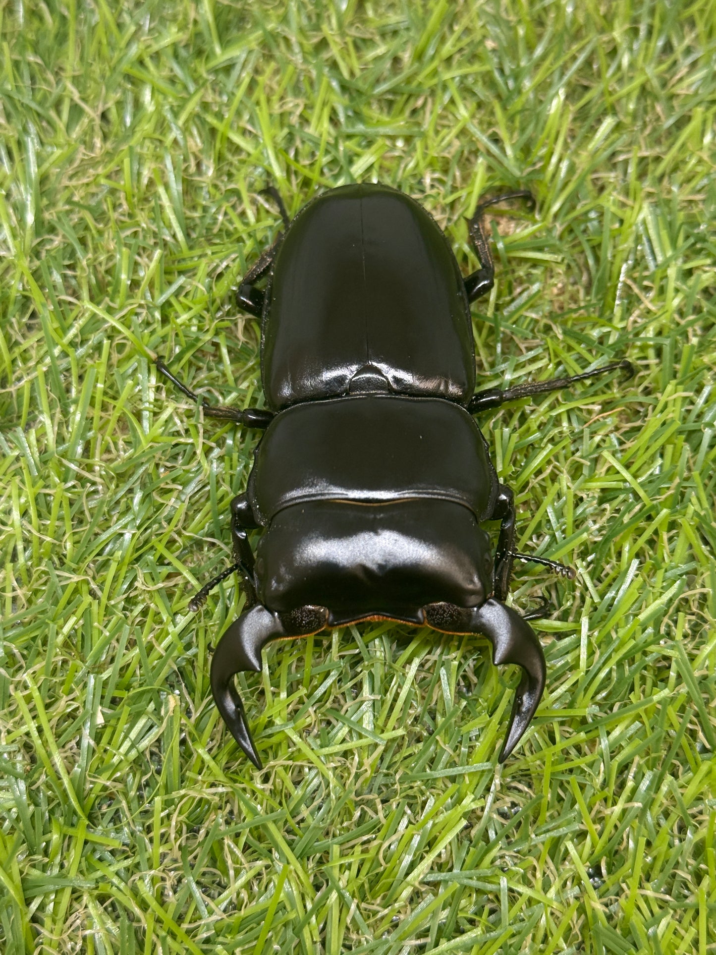 インドアンタエウスオオクワガタ　♂66.5mm成虫ペア