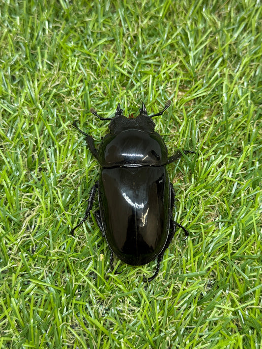 タランドゥスオオツヤクワガタ　♀53.7mm単品