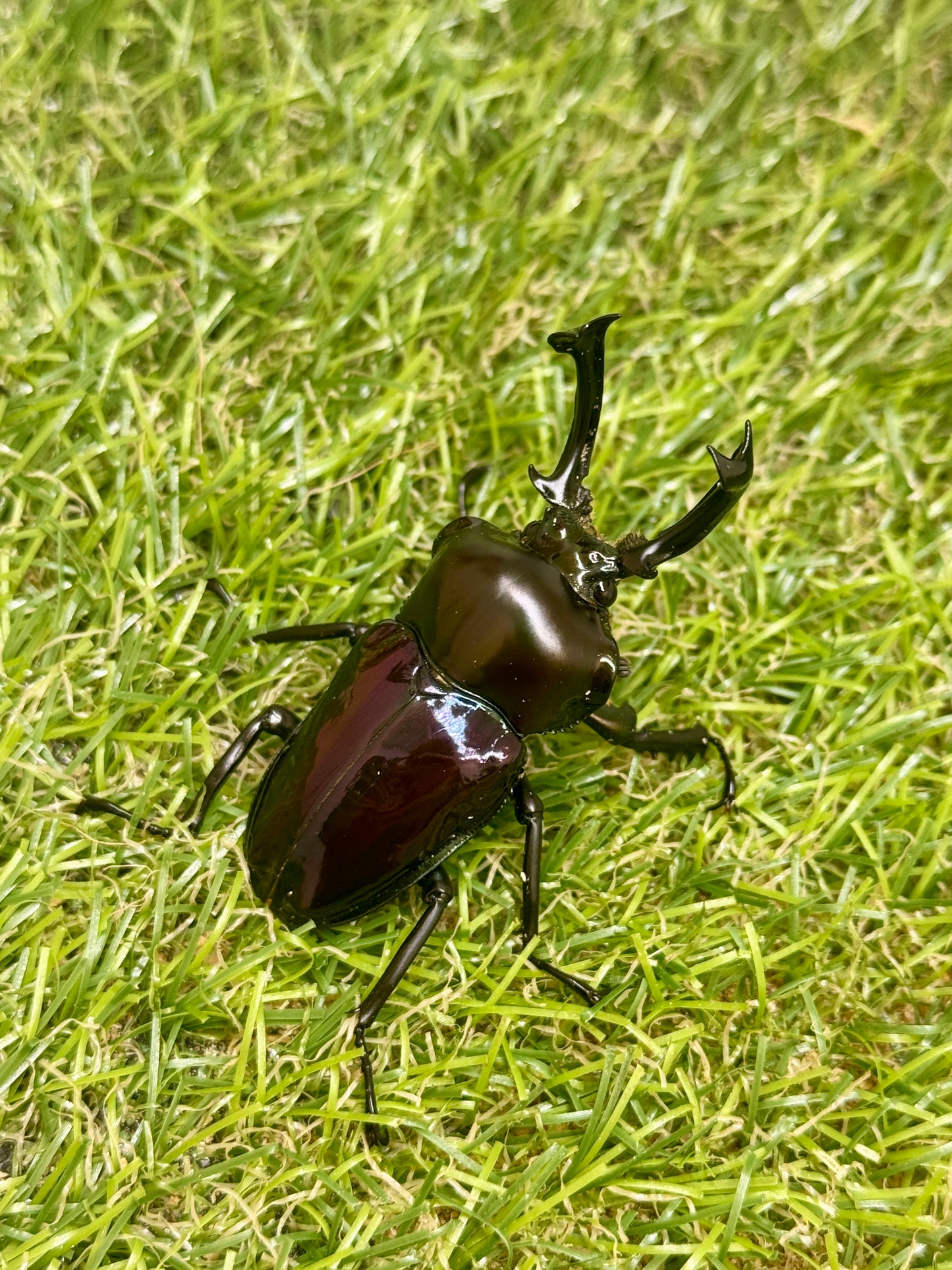 ニジイロクワガタ(紫紺系)　♂56mm成虫ペア