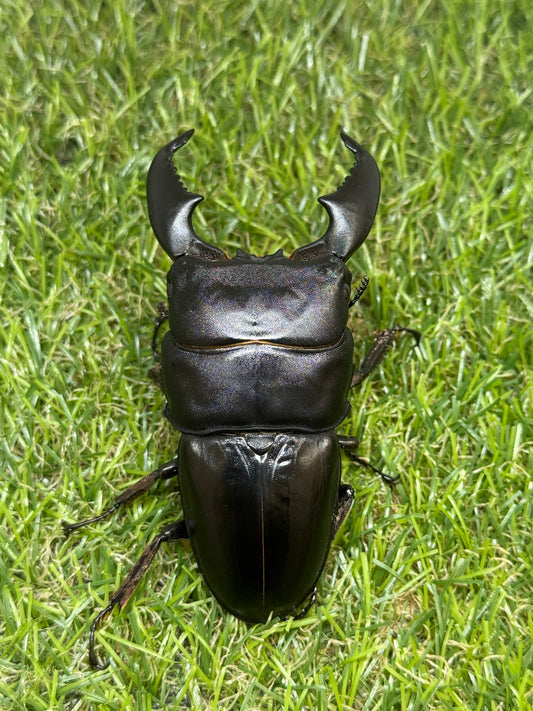 スマトラオオヒラタクワガタ ♂88mm 成虫ペア