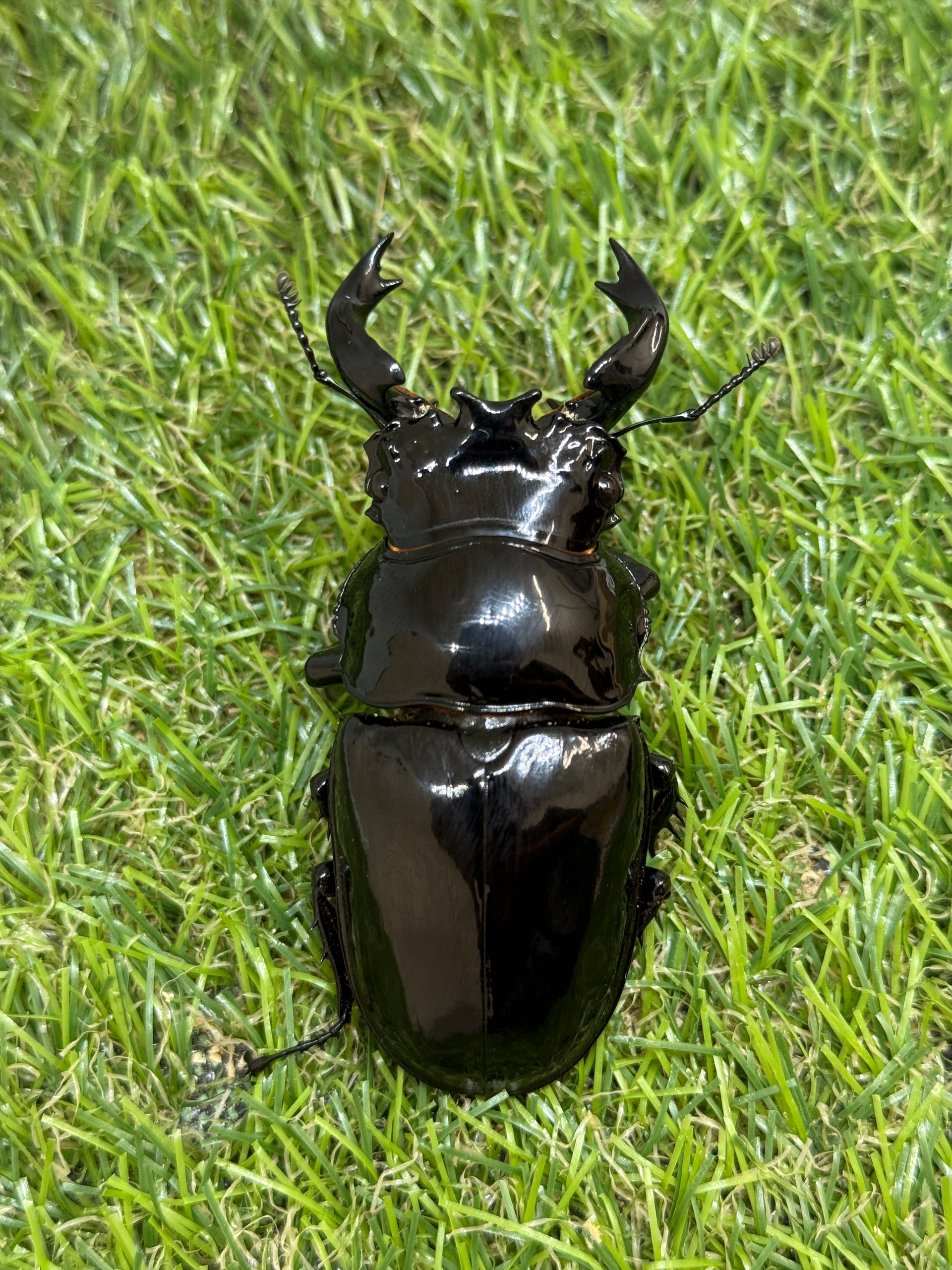 タランドゥスオオツヤクワガタ ♂78.2mm成虫ペア – 昆虫ショップNexus