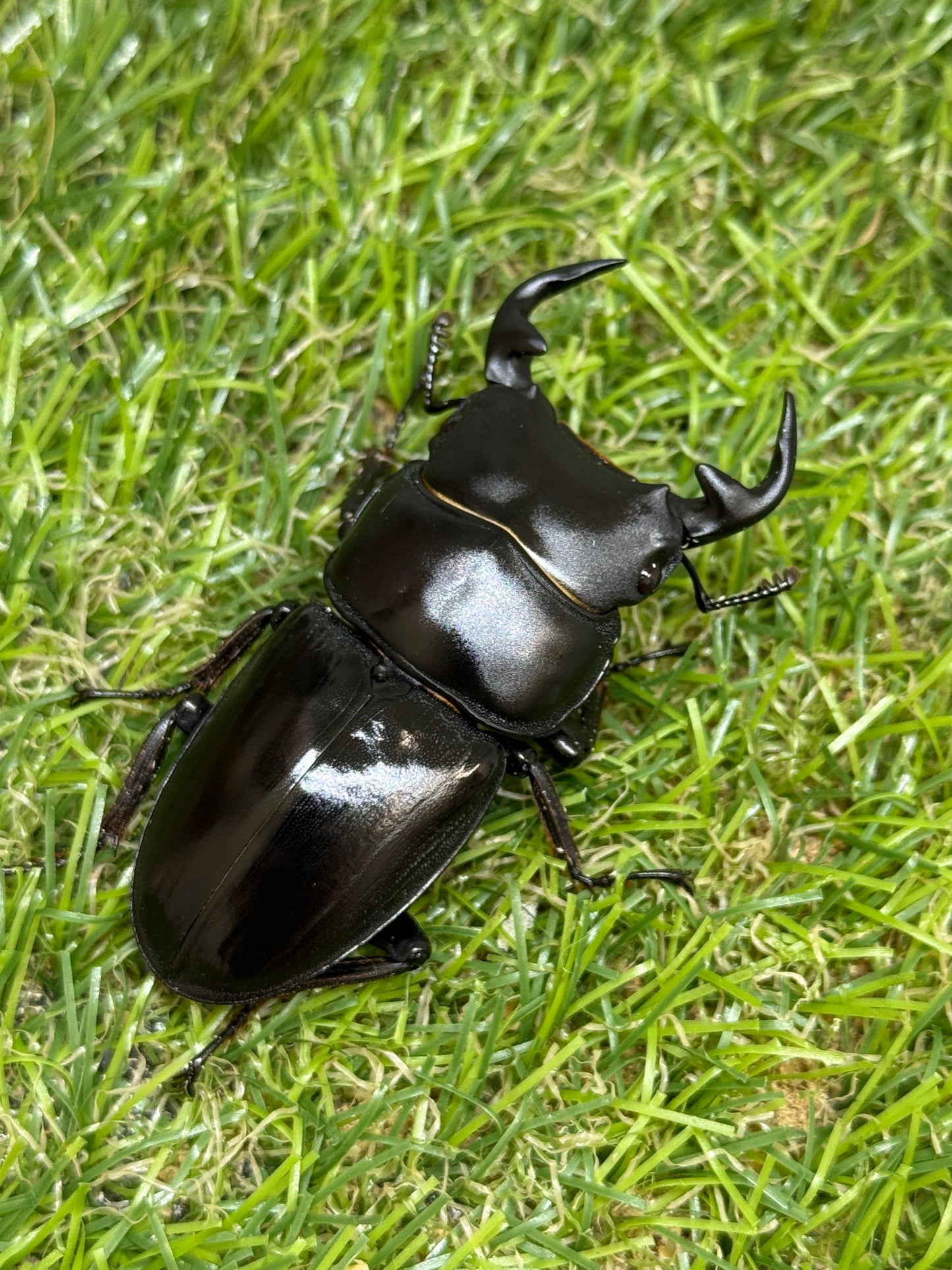 グランディスオオクワガタ　♂59.6mm成虫ペア
