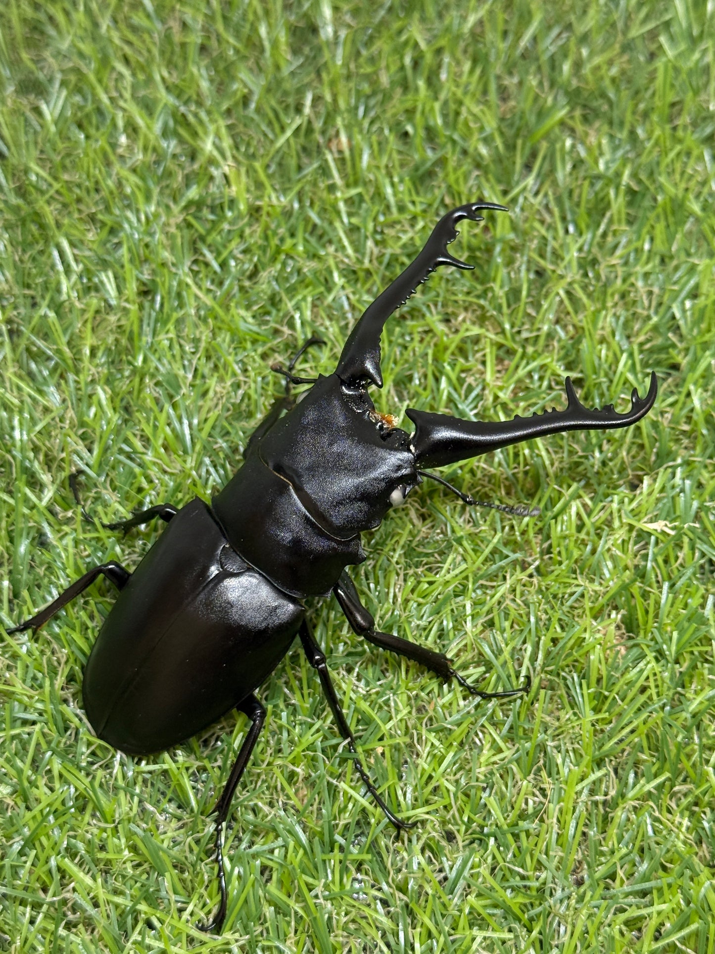 ギラファノコギリクワガタ(ホワイトアイ血統) ♂100mm成虫ペア