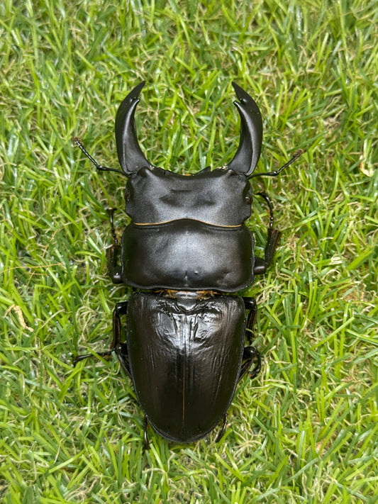 オオクワガタ　奈良輪川西　♂80.8mm成虫ペア　2026年ブリード個体