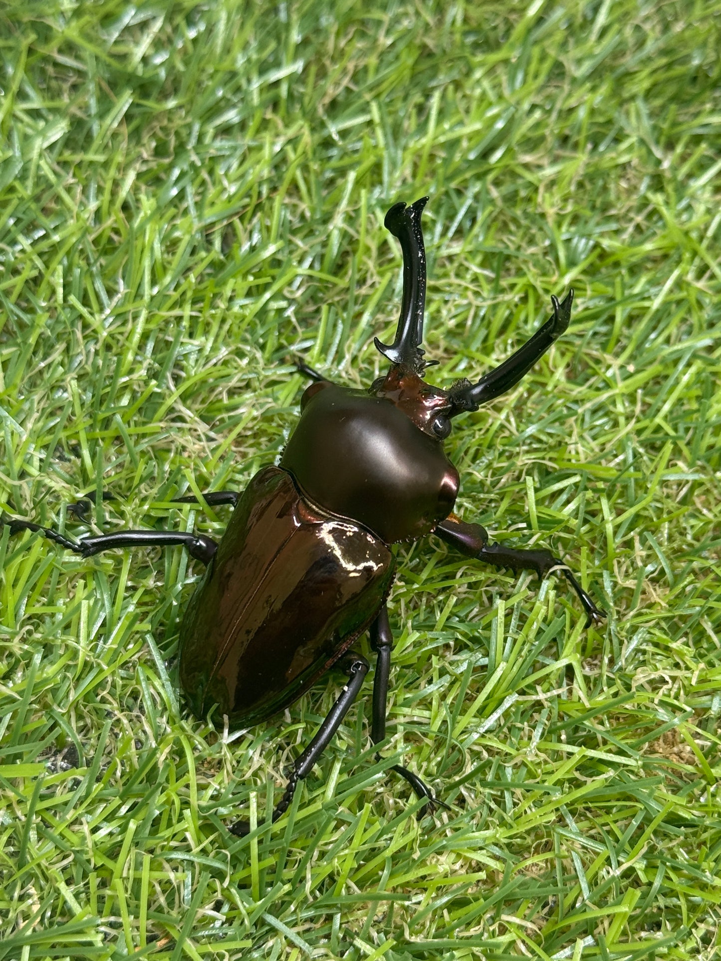 ニジイロクワガタ(レッド系)　♂58mm成虫ペア
