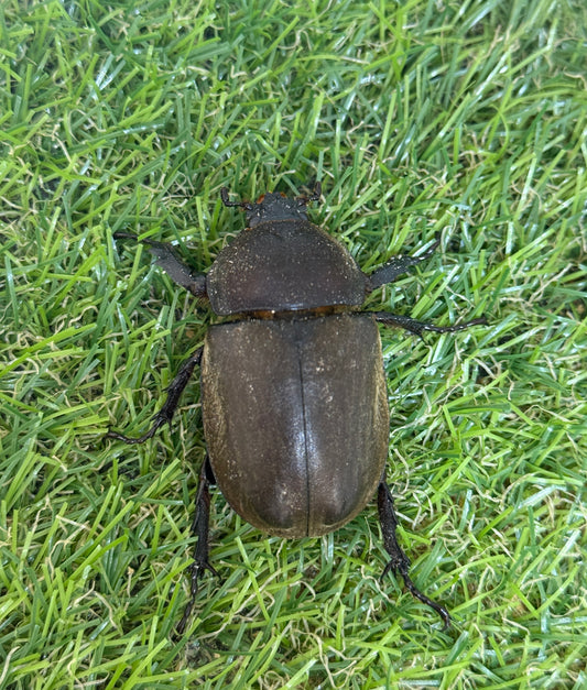 カブトムシ　サイズfree♀単品