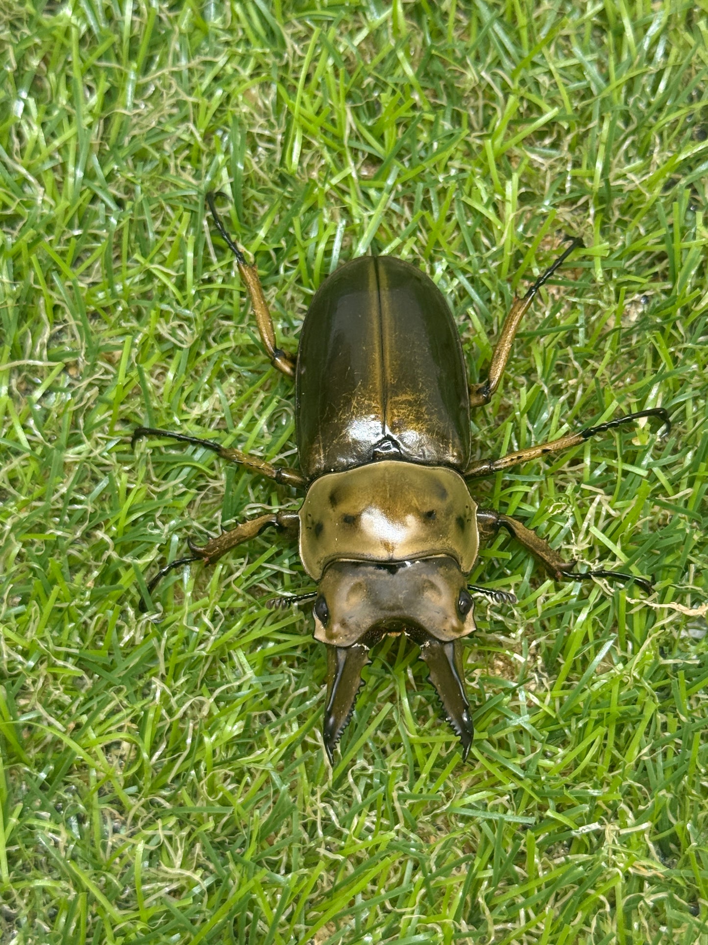 ババオウゴンオニクワガタ　♂56.6mm成虫ペア