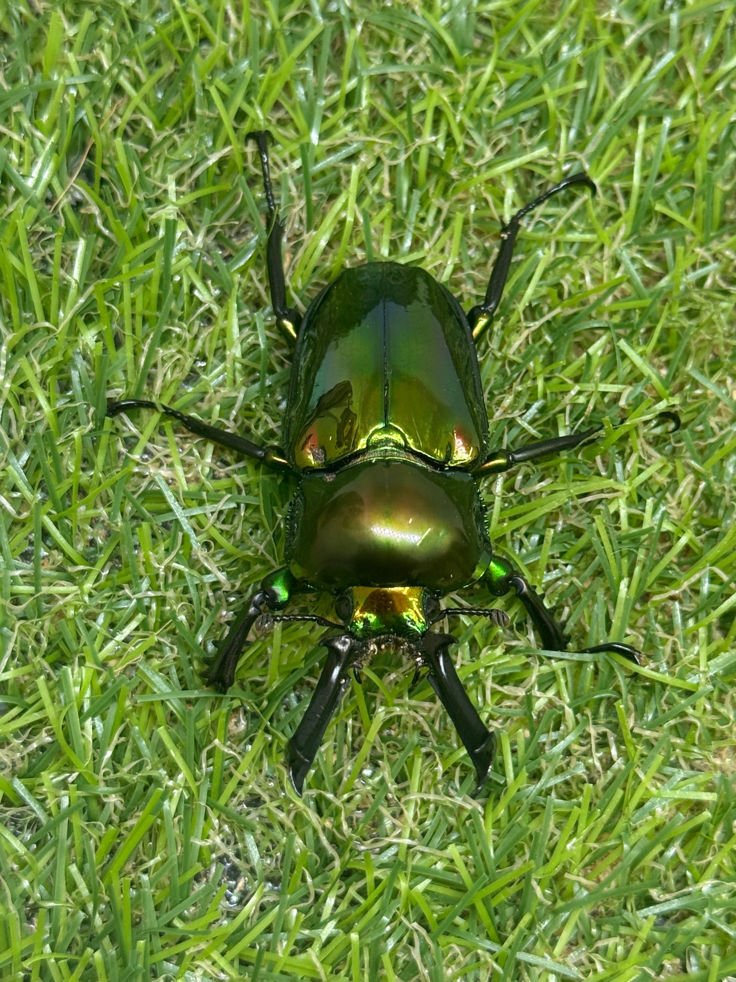 ニジイロクワガタ(ピカール系)　♂52.7mm成虫ペア