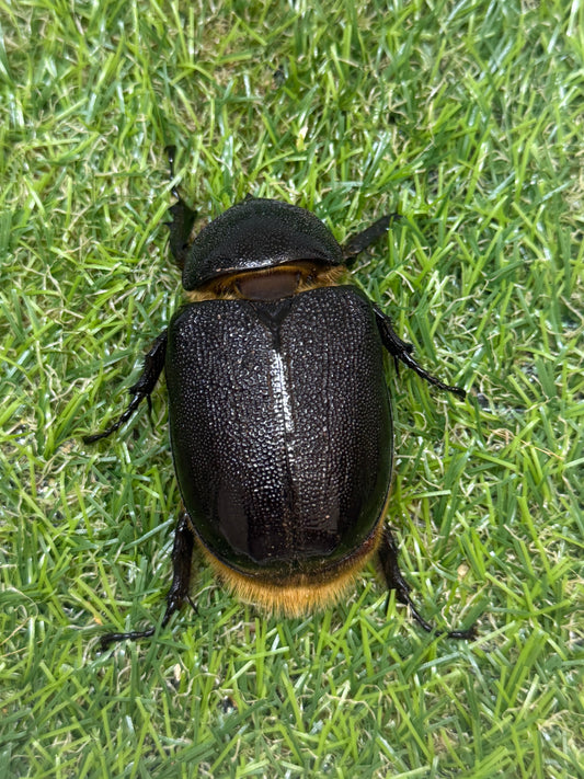 ネプチューンオオカブト　66mm♀単品