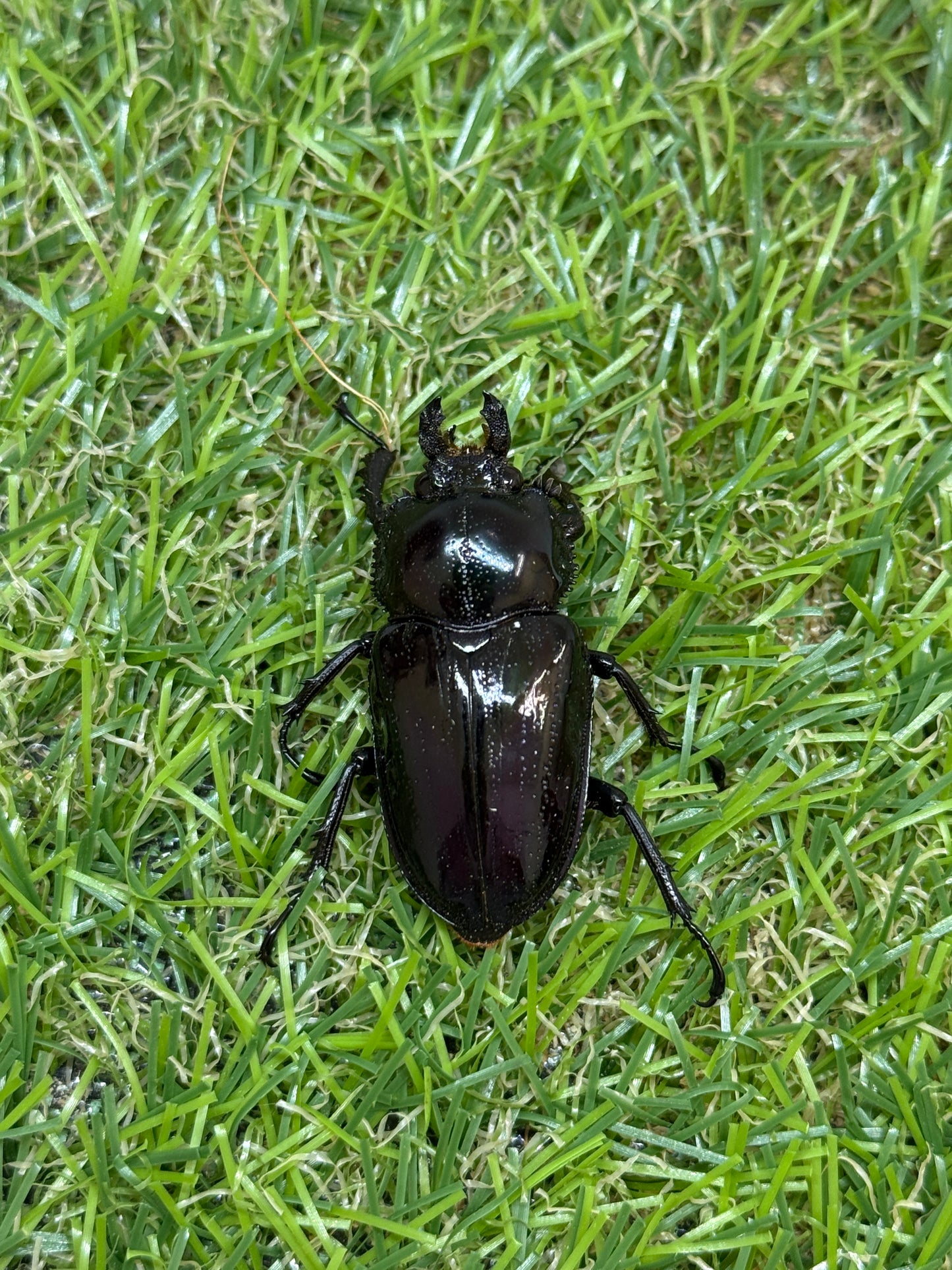 ニジイロクワガタ(紫紺系)　♂59.5mm成虫ペア