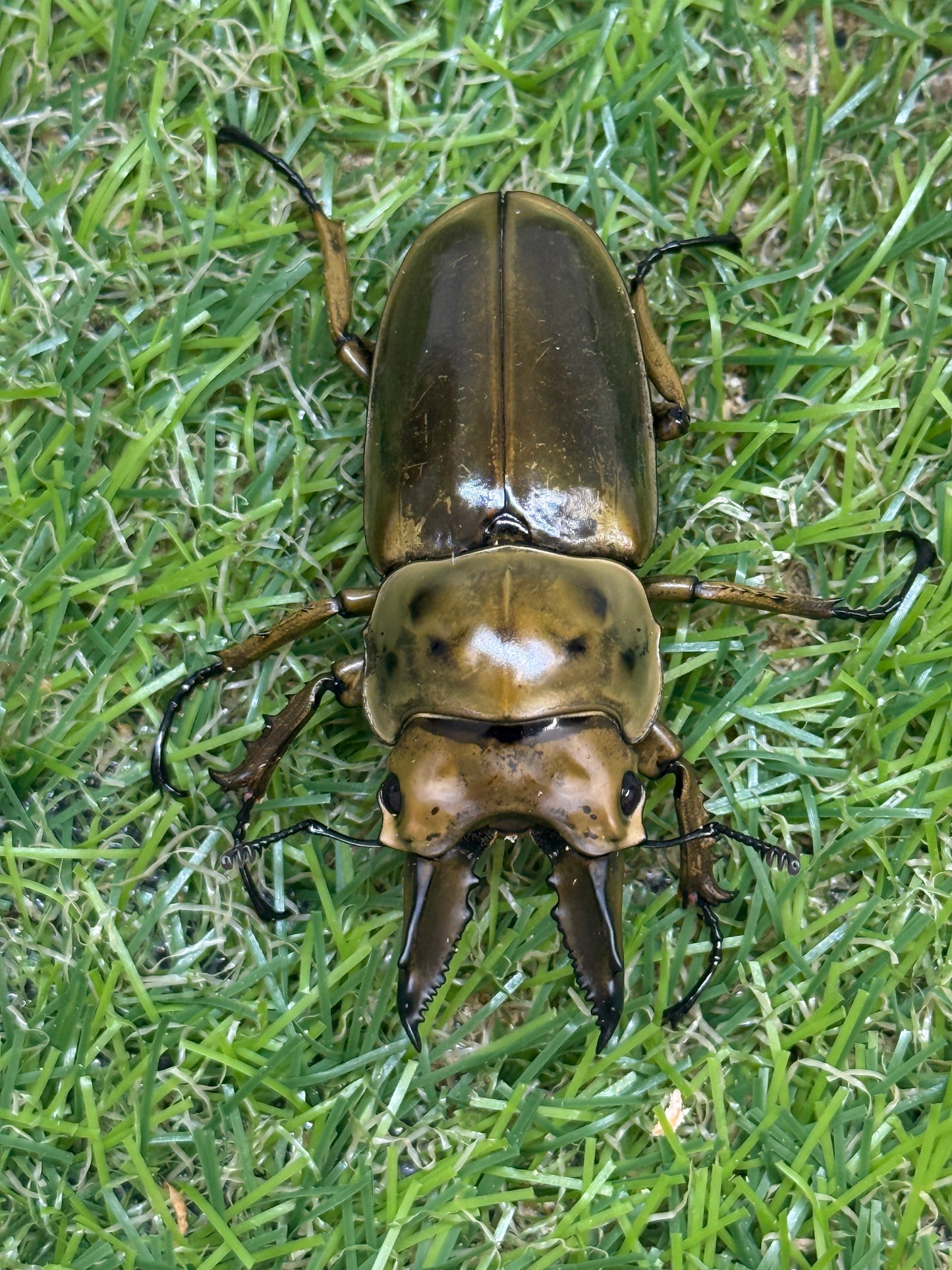 ババオウゴンオニクワガタ　♂58.2mm単品