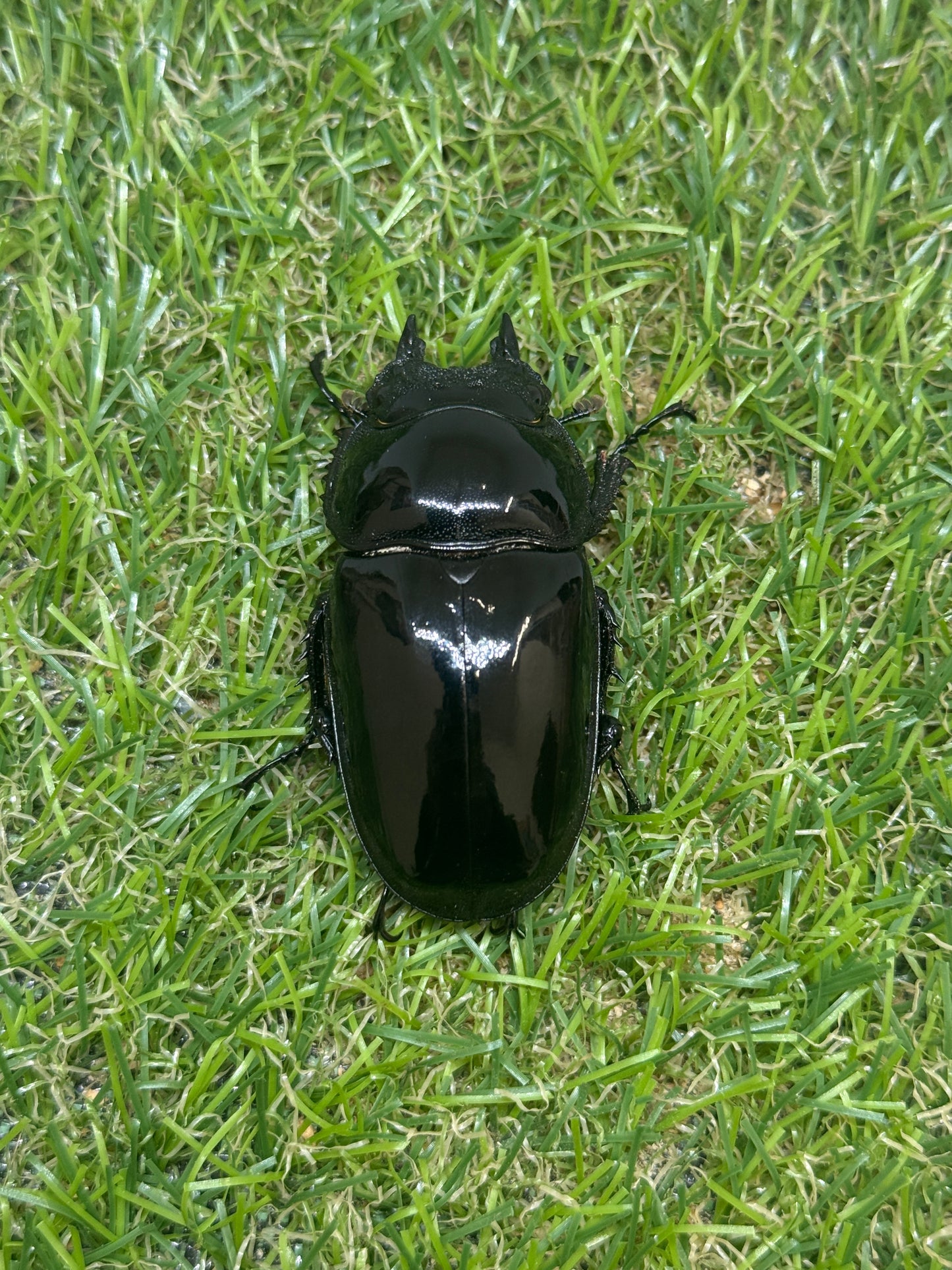 タランドゥスオオツヤクワガタ　♂87.2mm成虫ペア