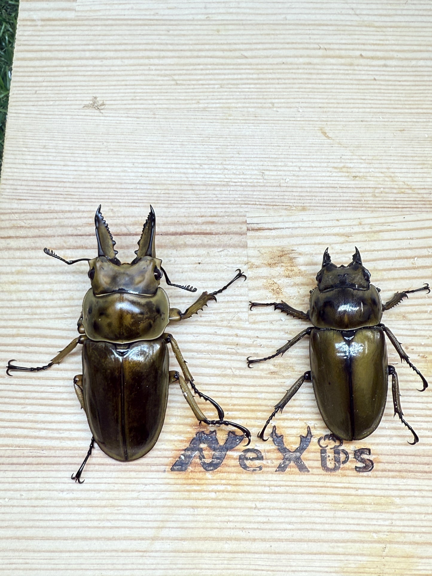 ババオウゴンオニクワガタ　♂56.2mm成虫ペア