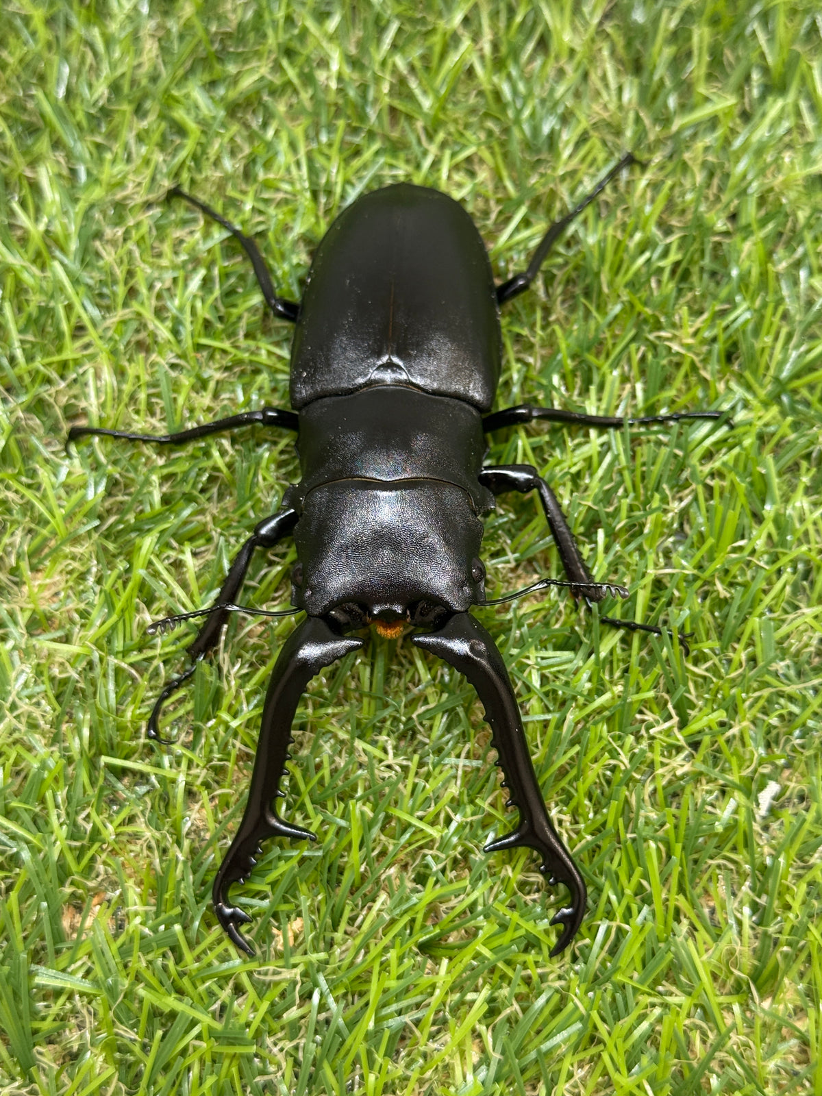 ギラファノコギリクワガタ ケイスケ ♂98.5mm成虫ペア