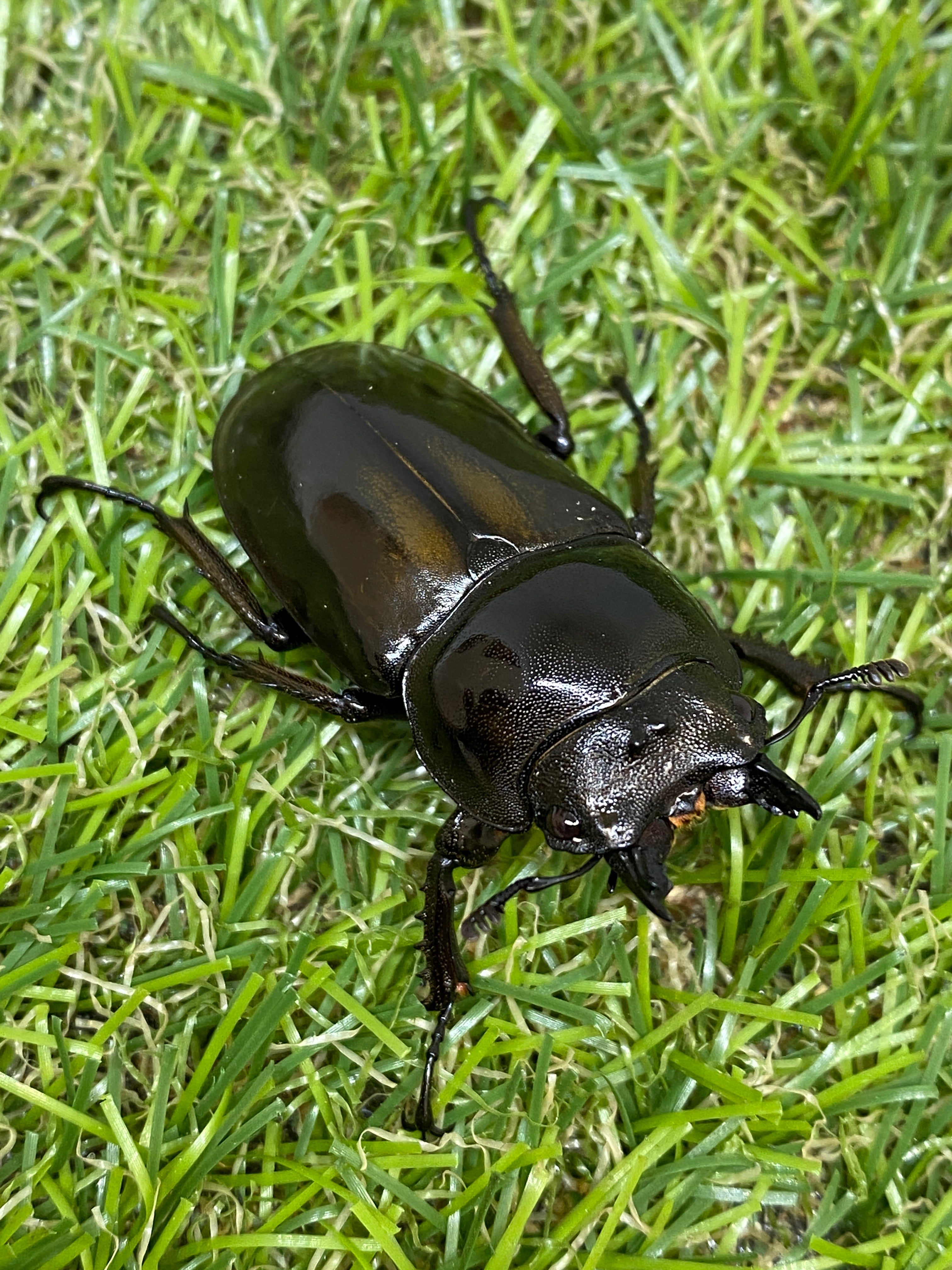 ババオウゴンオニクワガタ ♂66mm 成虫ペア – 昆虫ショップNexus