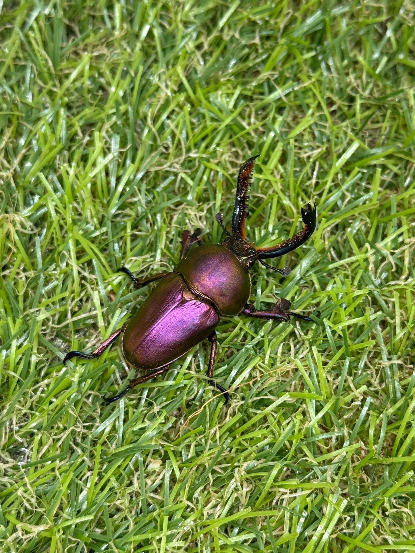 パプアキンイロクワガタ　♂freeサイズ成虫ペア