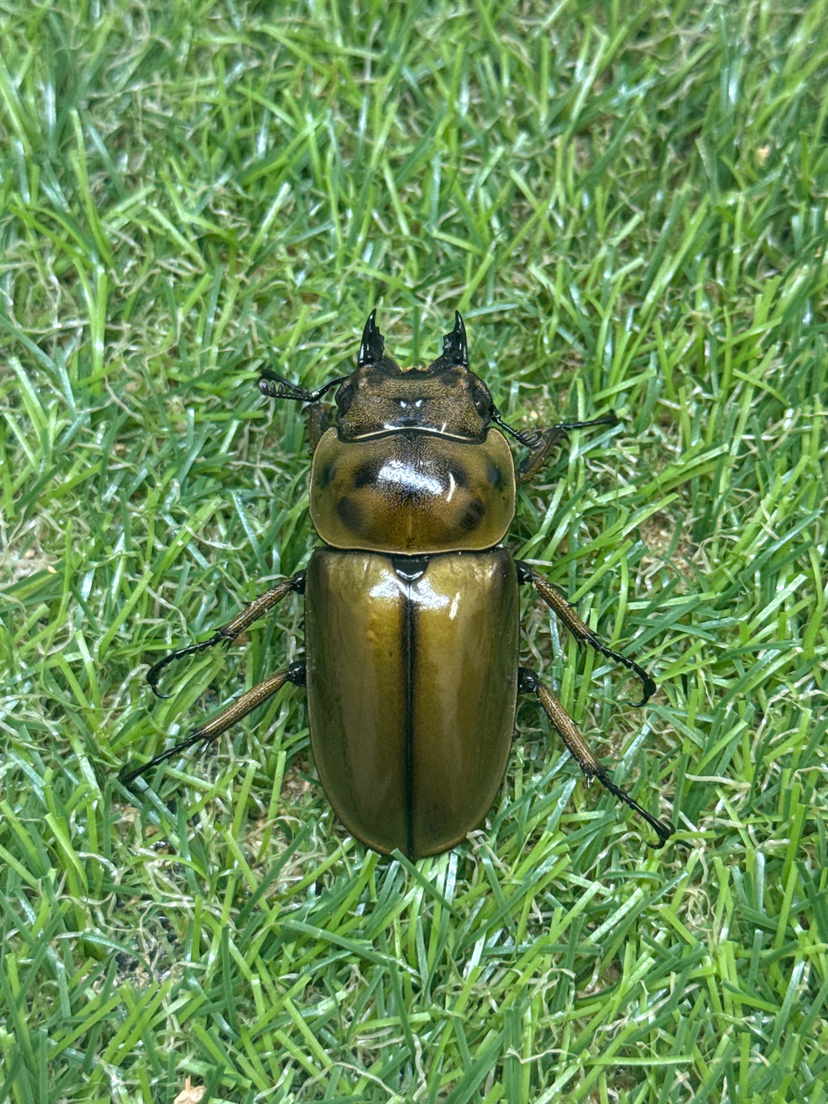 ババオウゴンオニクワガタ　♂55mm成虫ペア