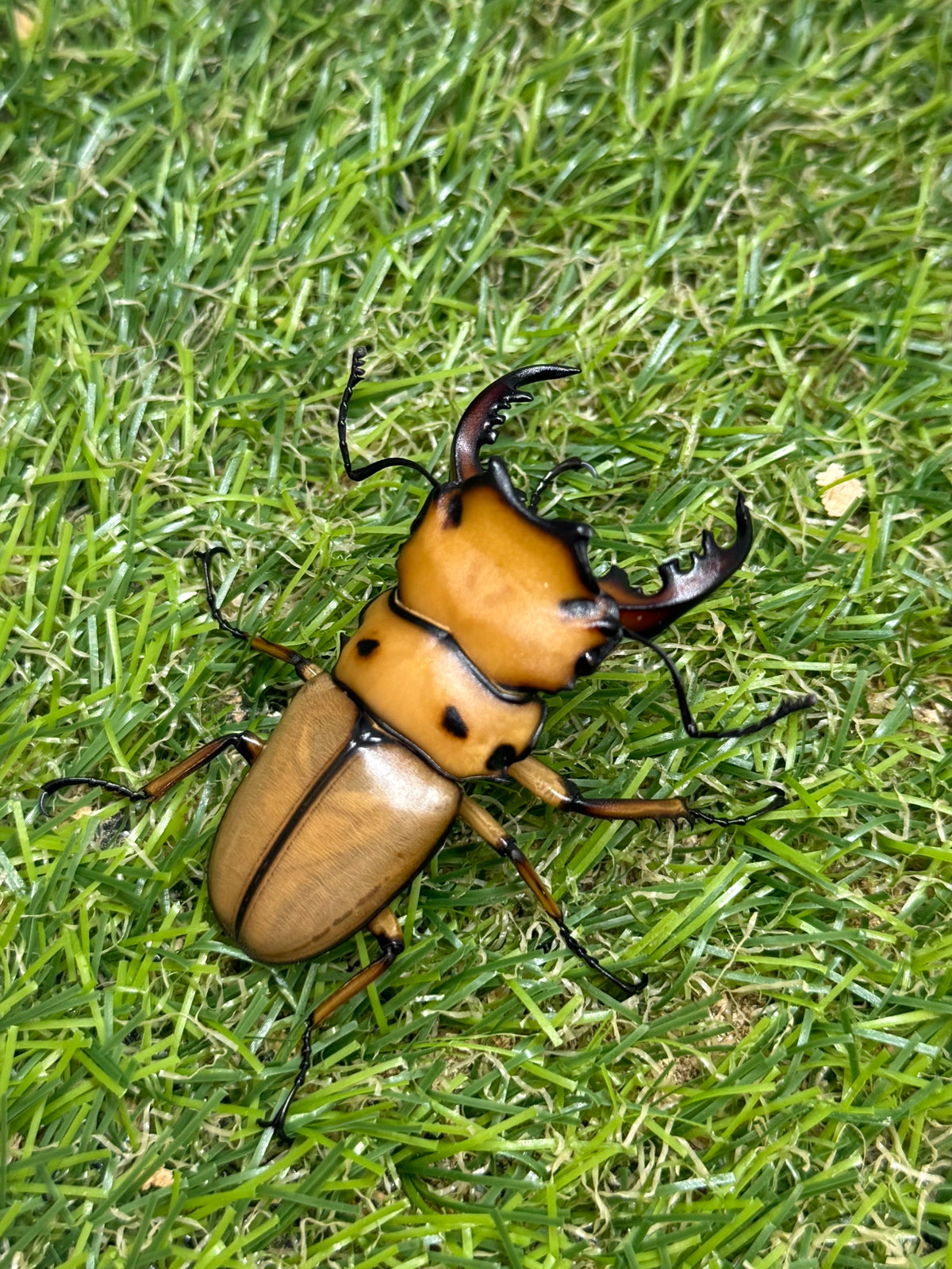 メンガタメリークワガタ　♂51mm成虫ペア