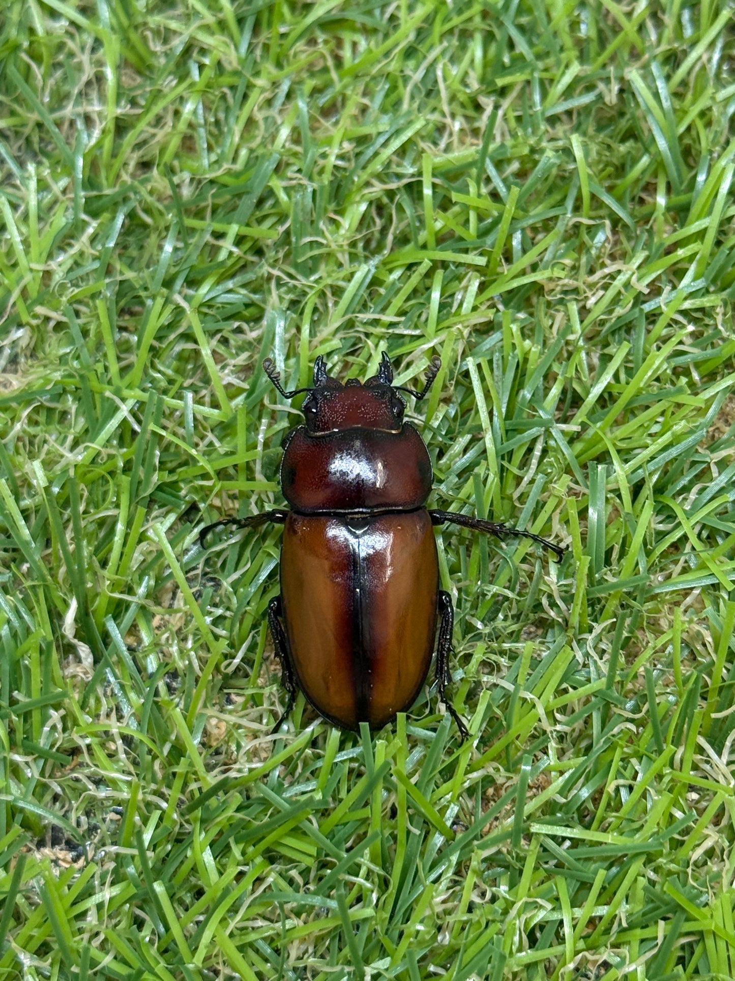 アスタコイデスノコギリクワガタ亜種カルベイ　♂50mm成虫ペア
