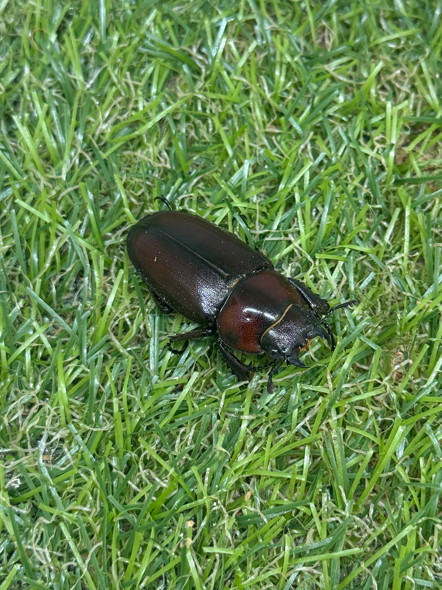 トカラノコギリクワガタ freeサイズ成虫ペア