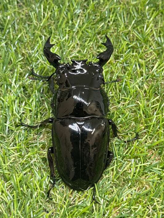タランドゥスオオツヤクワガタ　♂80.5mm成虫ペア