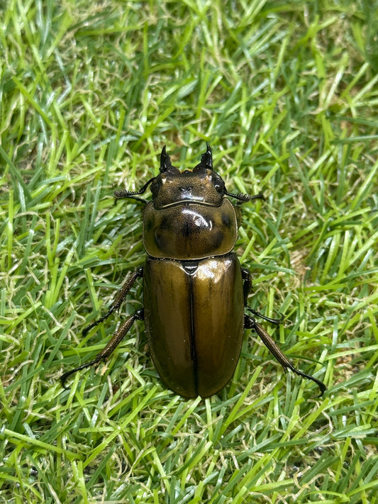 ババオウゴンオニクワガタ　♀39mm単品