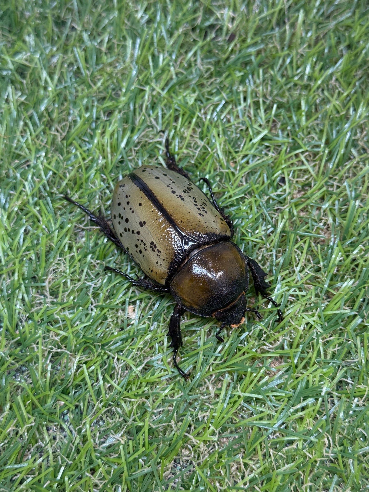 ティティウスシロカブト　♂64mm成虫ペア