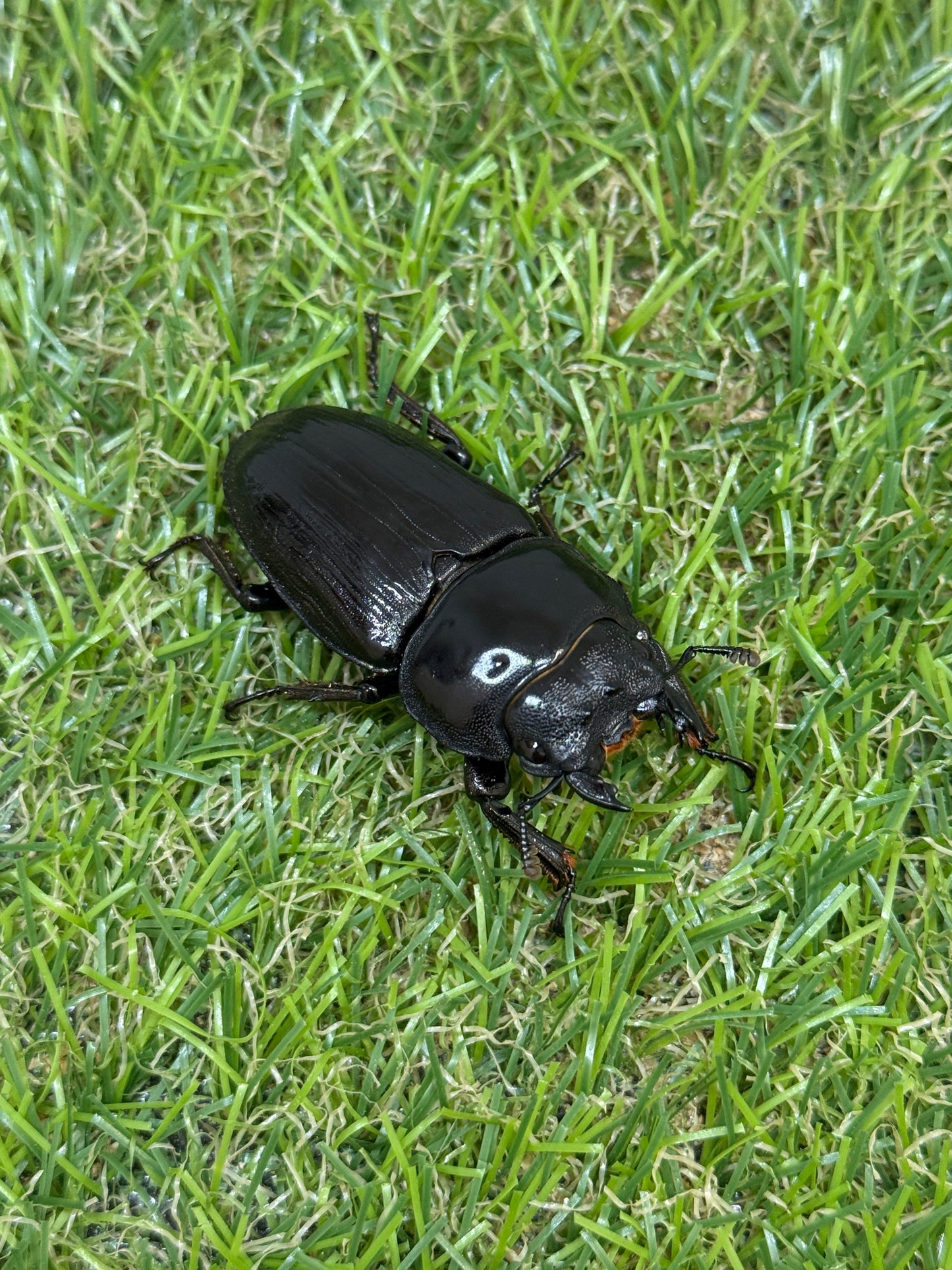 オオクワガタ　肝川　♂67.5mm成虫ペア