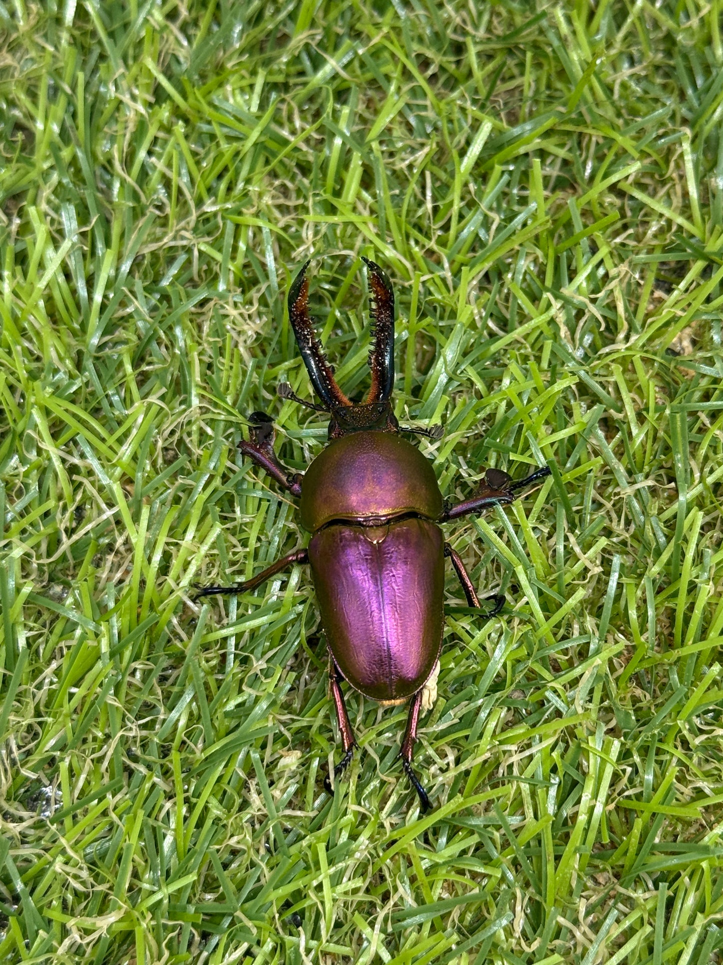 パプアキンイロクワガタ　♂freeサイズ成虫ペア