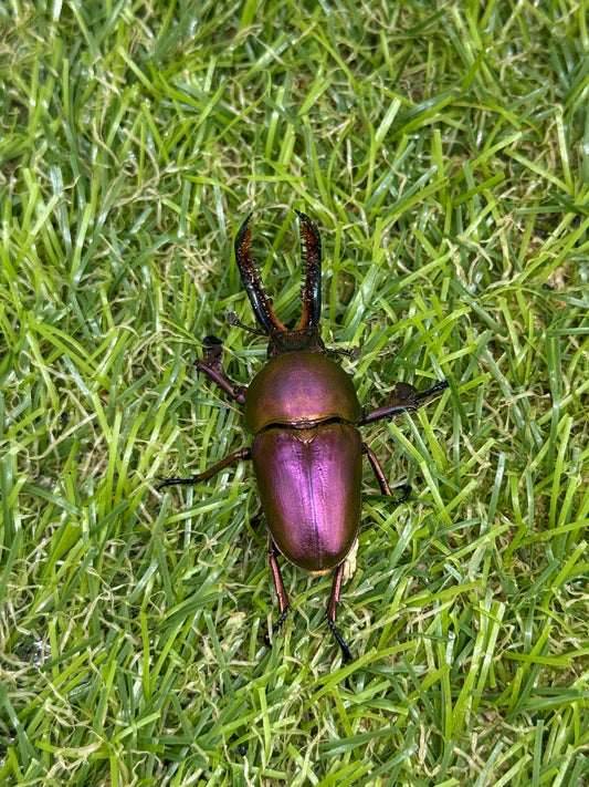 パプアキンイロクワガタ　♂freeサイズ成虫ペア