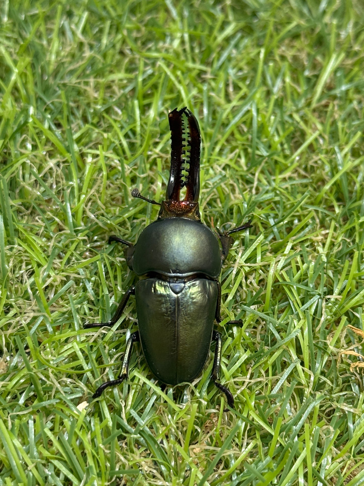 パプアキンイロクワガタ　♂freeサイズ成虫ペア