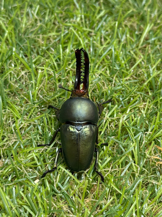 パプアキンイロクワガタ　♂freeサイズ成虫ペア