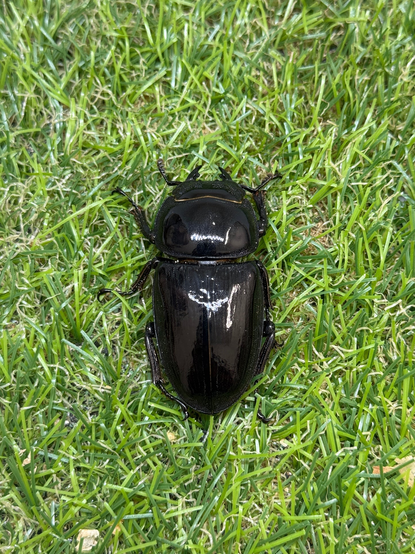 グランディスオオクワガタ　♂79.5mm成虫ペア