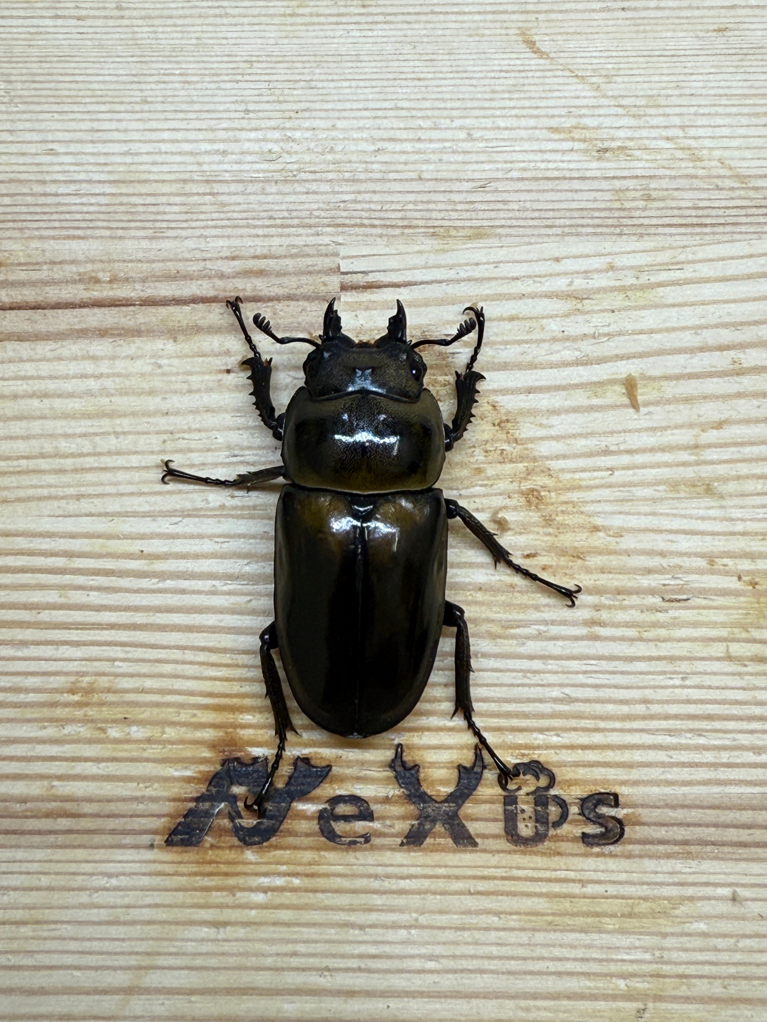ババオウゴンオニクワガタ ♀42.5mm単品 – 昆虫ショップNexus