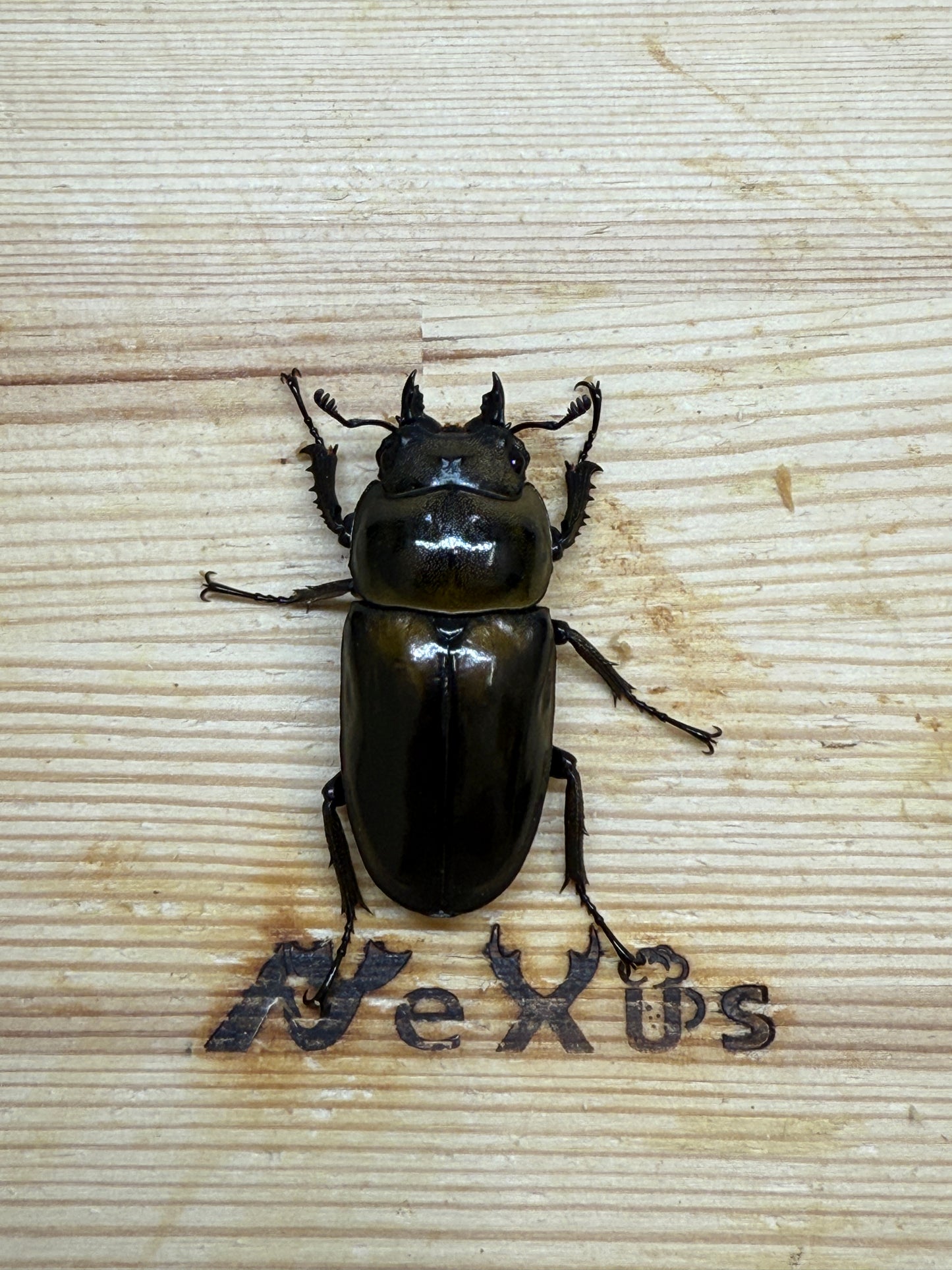 ババオウゴンオニクワガタ　♀42.5mm単品
