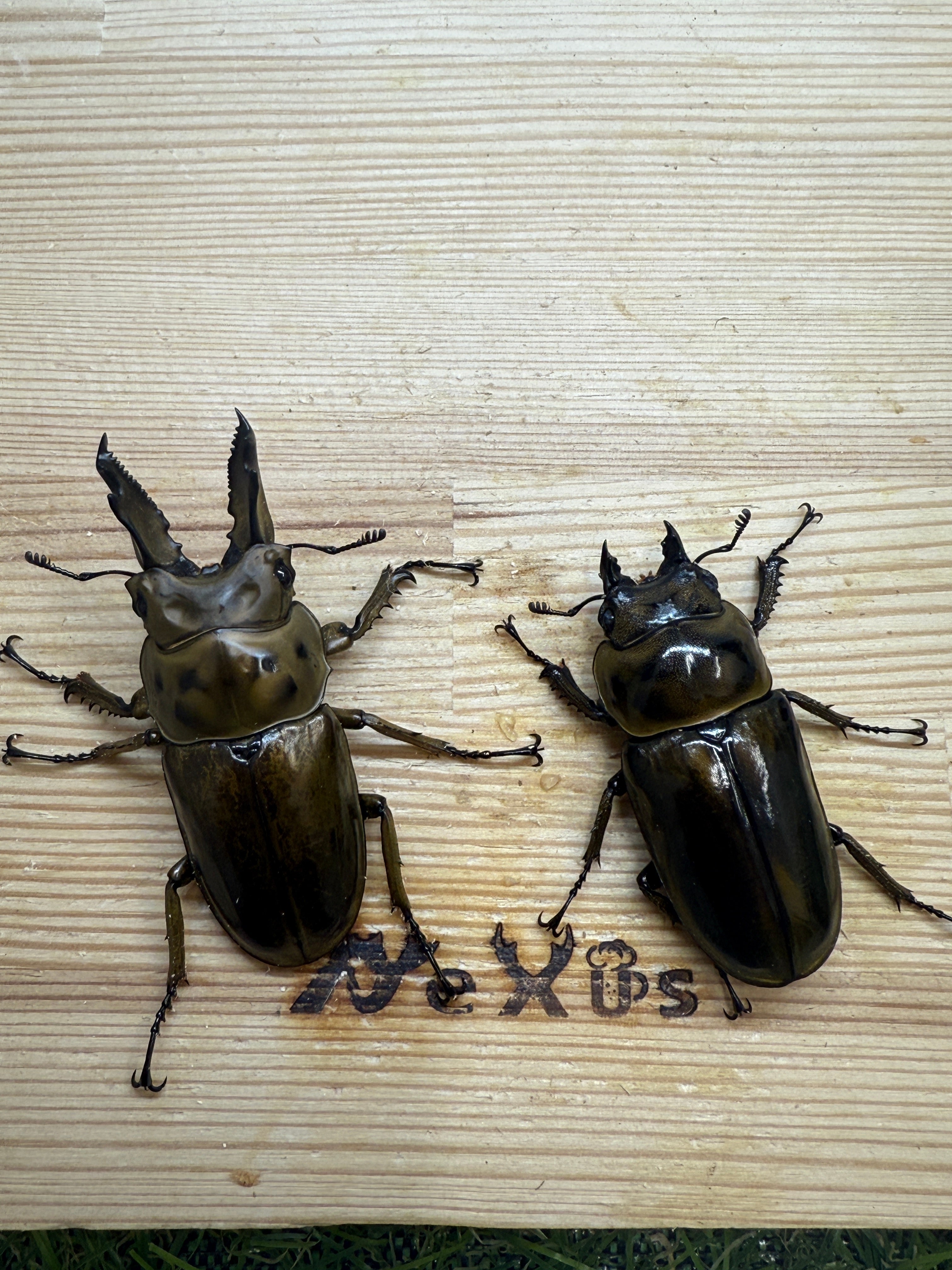 ババオウゴンオニクワガタ ♂62.1mm成虫ペア – 昆虫ショップNexus