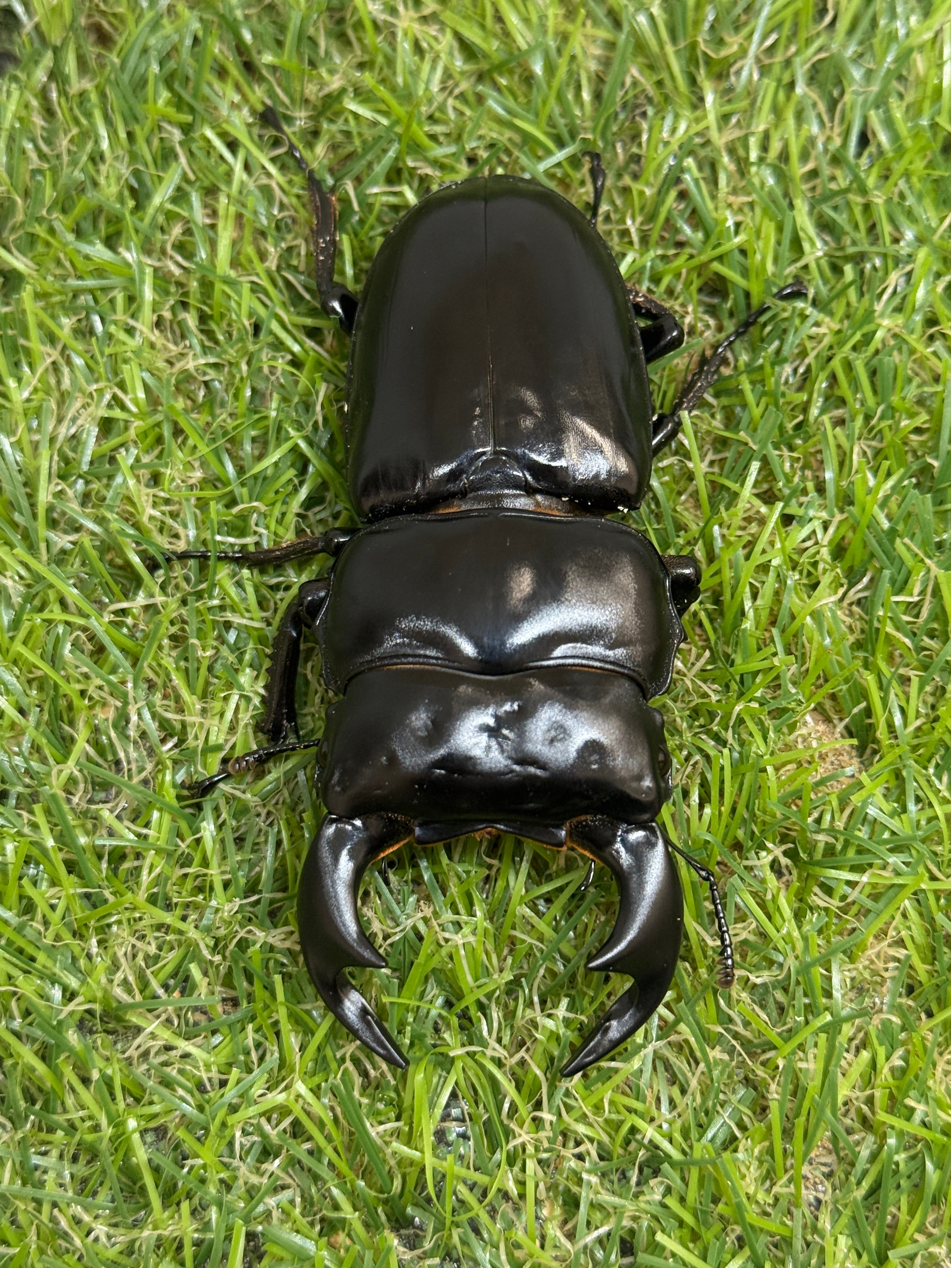 インドアンタエウスオオクワガタ(タイガーヒル) ♂78mm成虫ペア – 昆虫