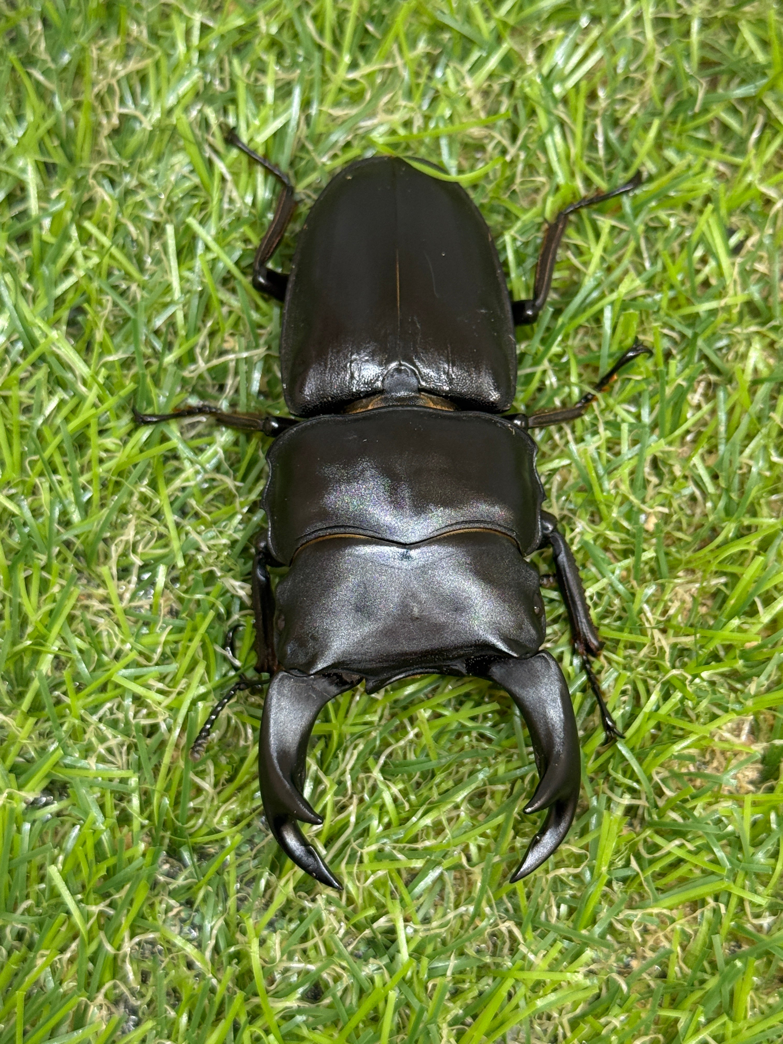 オオクワガタ 奈良輪川西ちなみ血統 ♂71mm成虫ペア – 昆虫ショップNexus
