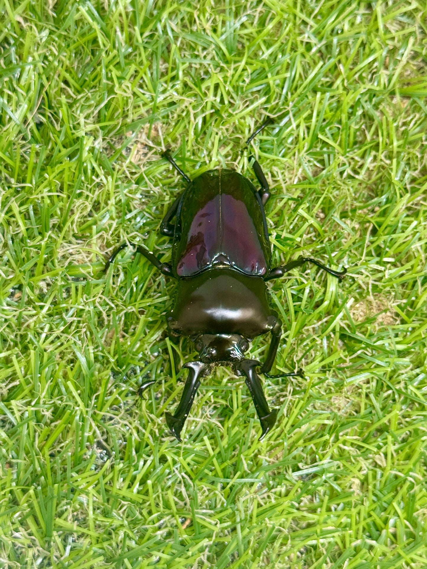 ニジイロクワガタ(紫紺系)　♂56mm成虫ペア