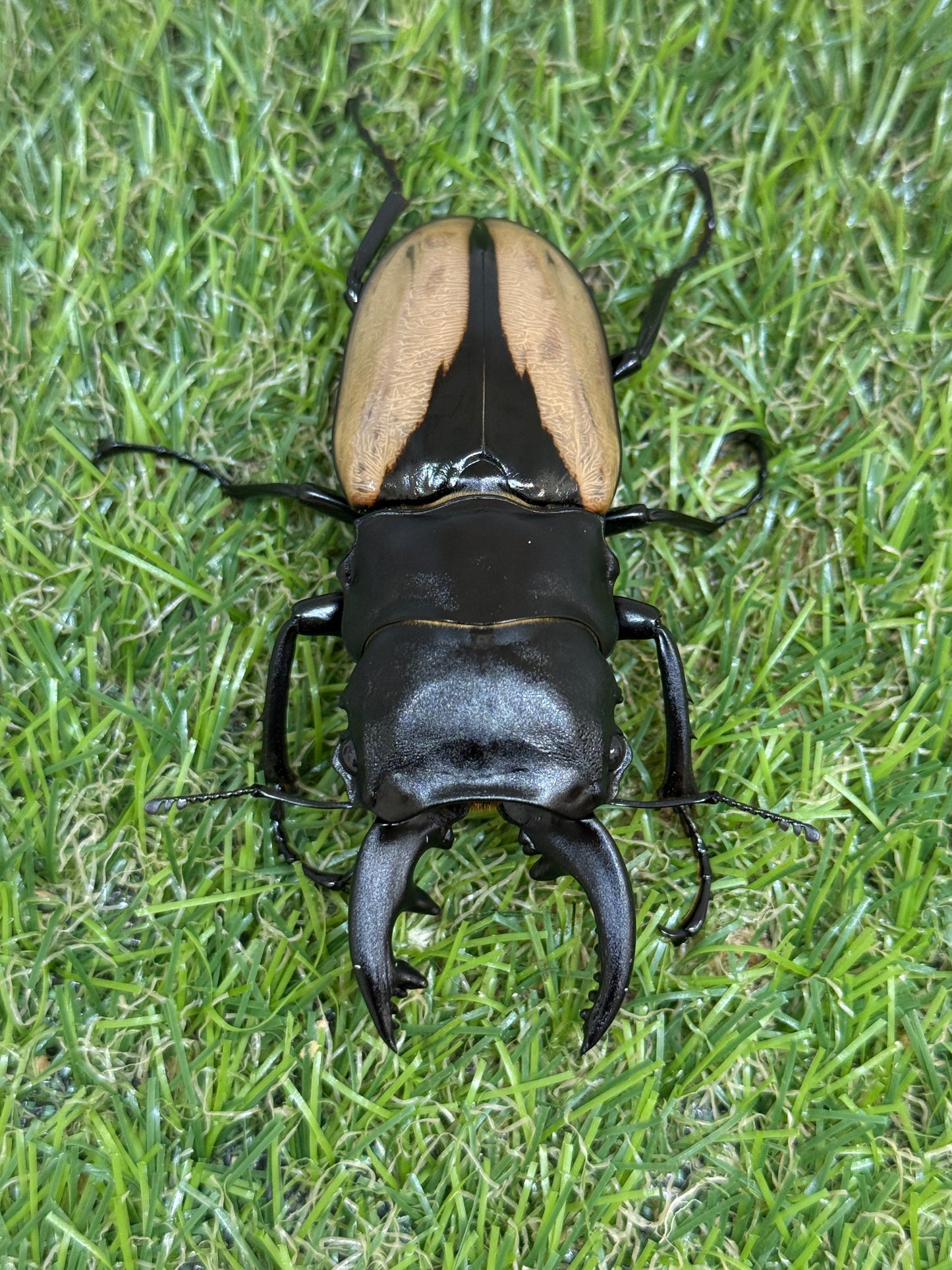 ブルマイスターツヤクワガタ　♂80.2mm成虫ペア