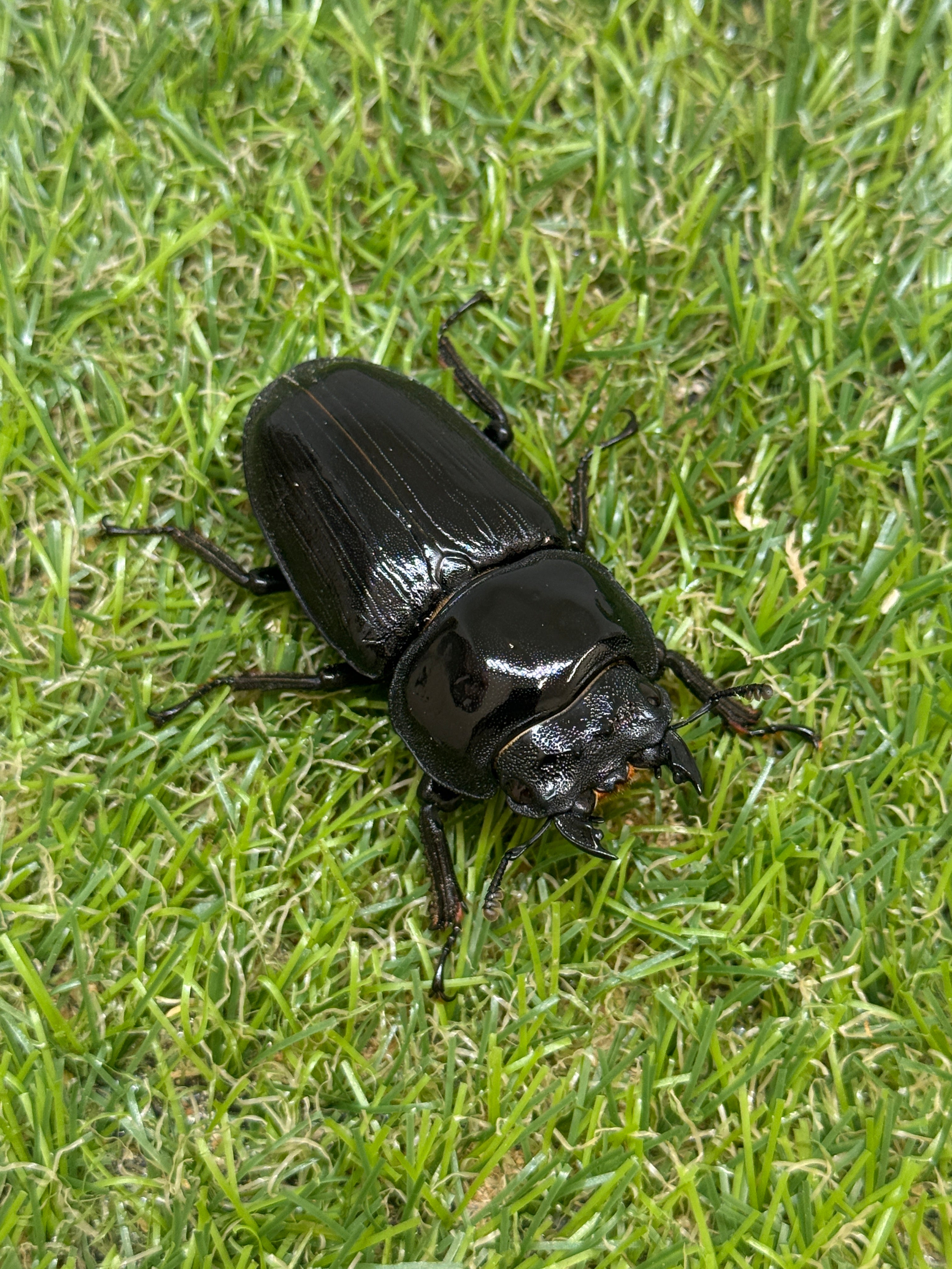 オオクワガタ 奈良輪川西 ♂84.1mm成虫ペア 2026年ブリード個体 – 昆虫