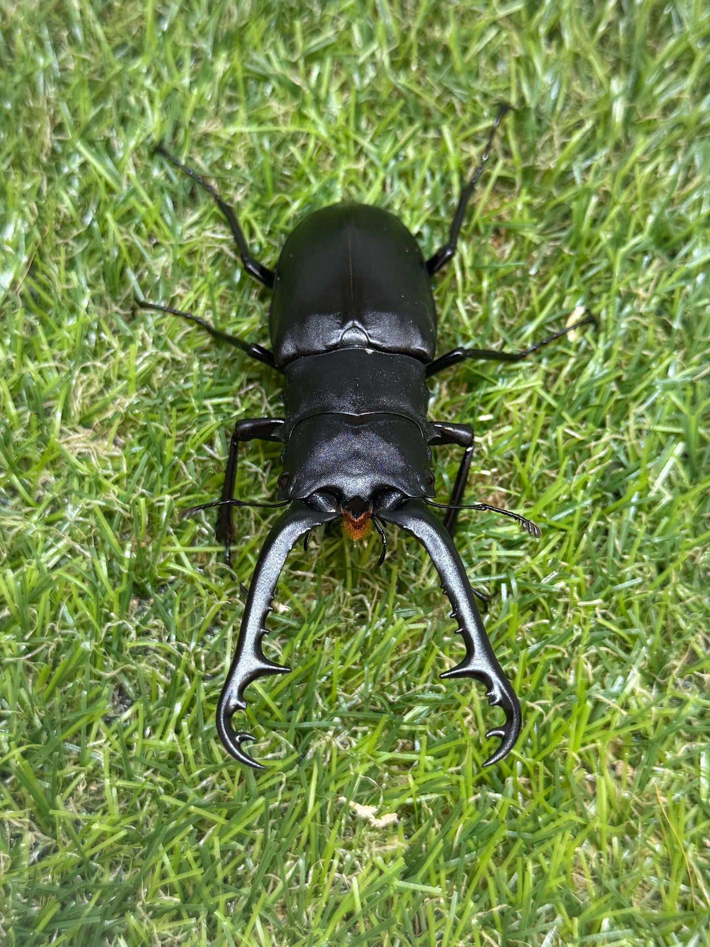 ギラファノコギリクワガタ　ケイスケ　♂93.5mm成虫ペア