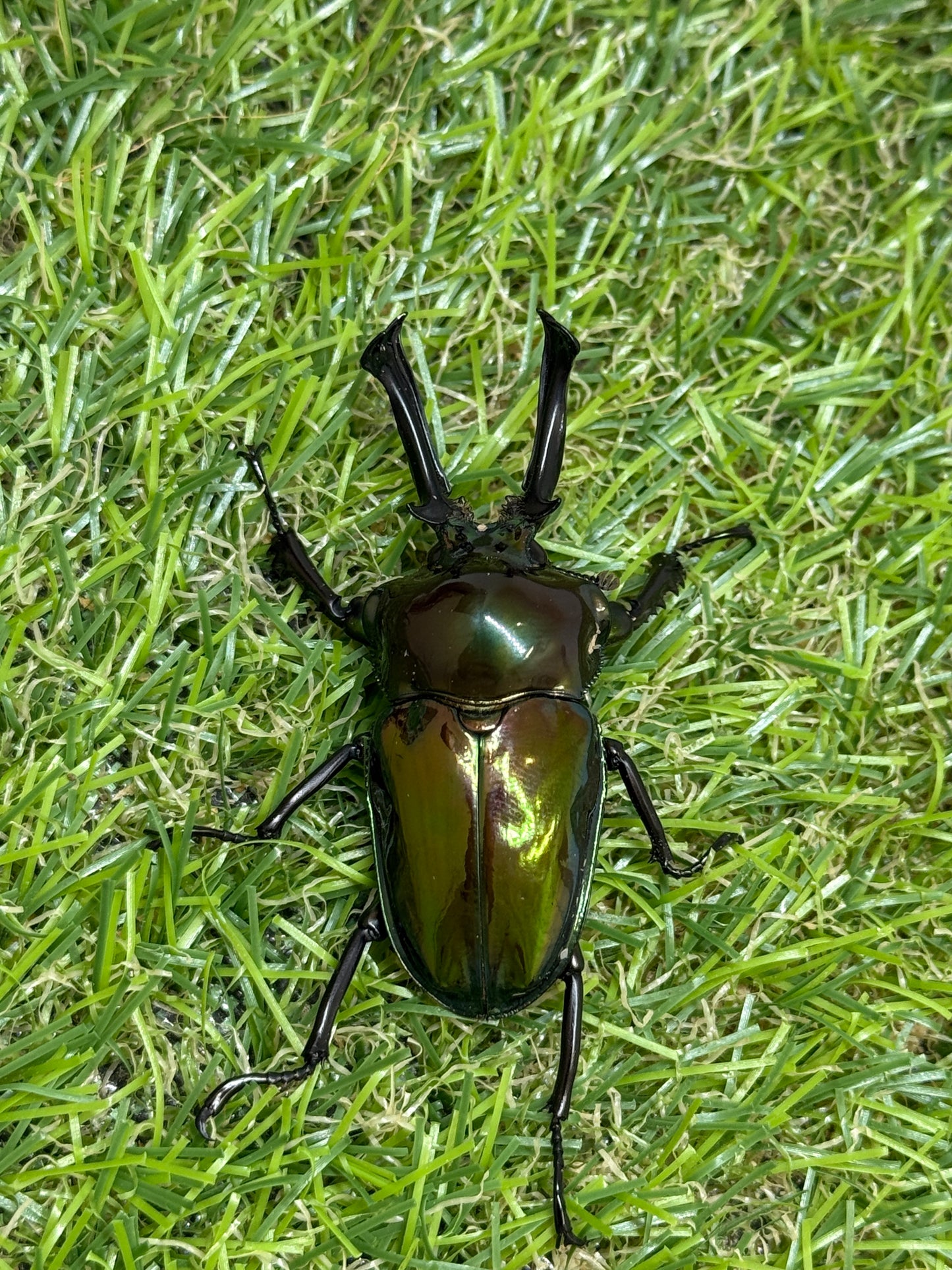 ニジイロクワガタ(グリーン系)　♂52.5mm成虫ペア