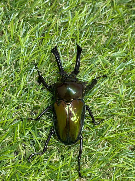 ニジイロクワガタ(グリーン系)　♂52.5mm成虫ペア