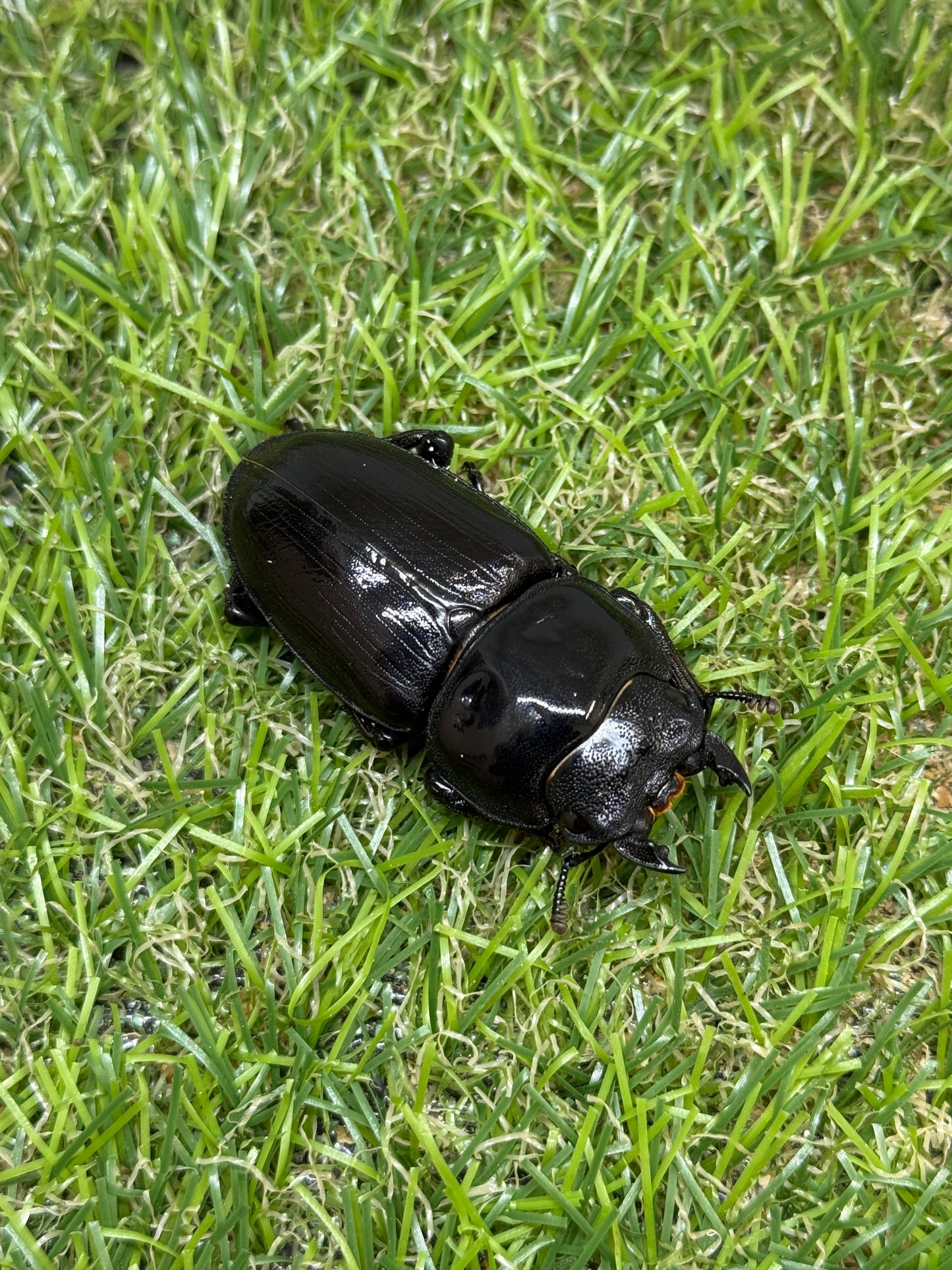 オオクワガタ　阿古谷　♂78mm成虫ペア