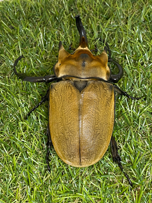 イイジマゾウカブト　♂89mm成虫ペア