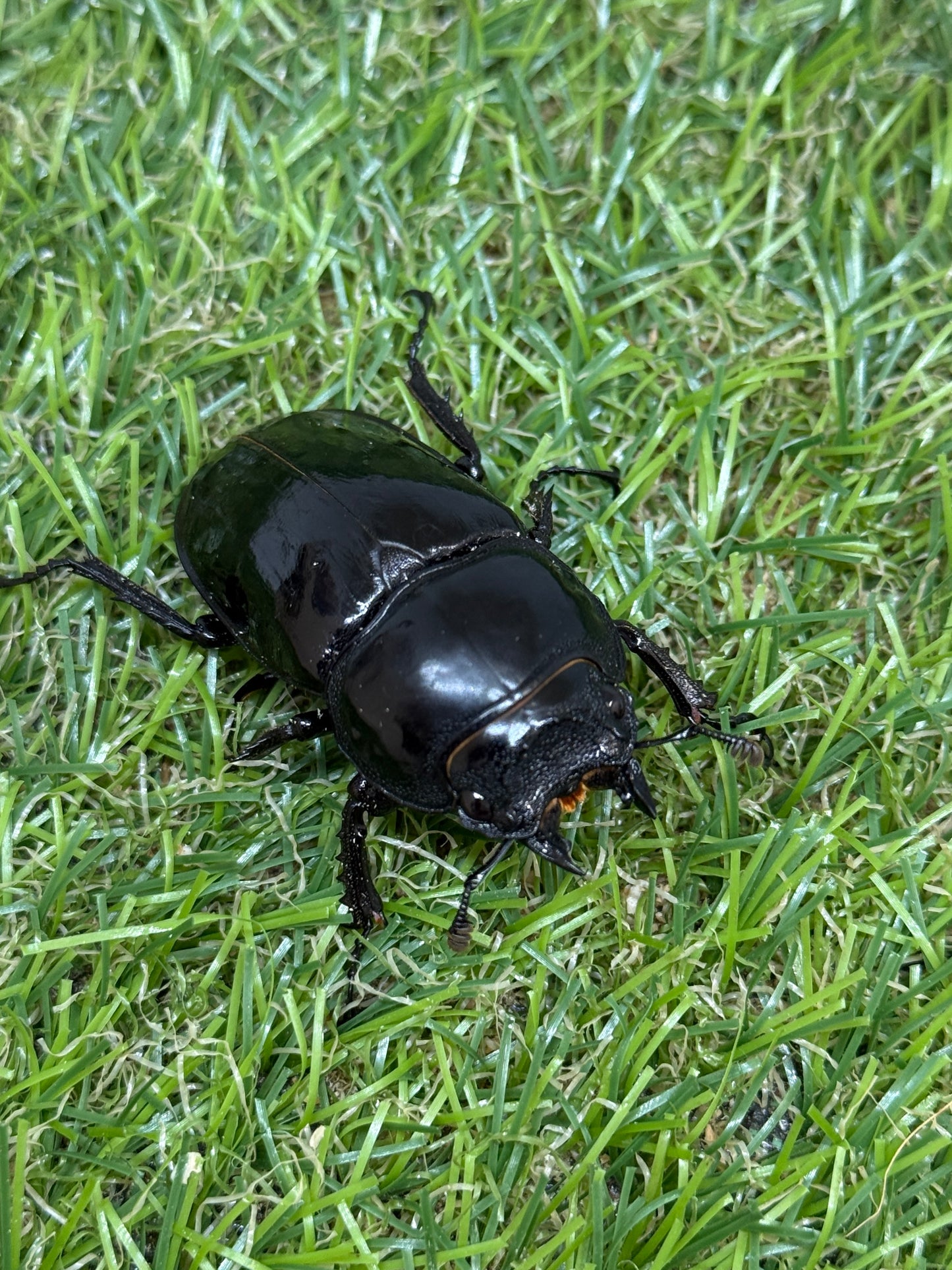 タランドゥスオオツヤクワガタ　♂71mm成虫ペア